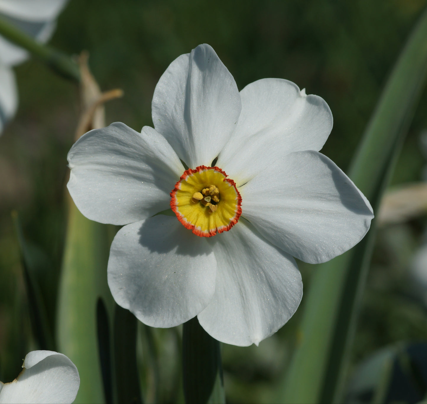 Narcissus poeticus 'Actaea' - Dichter-Narzisse