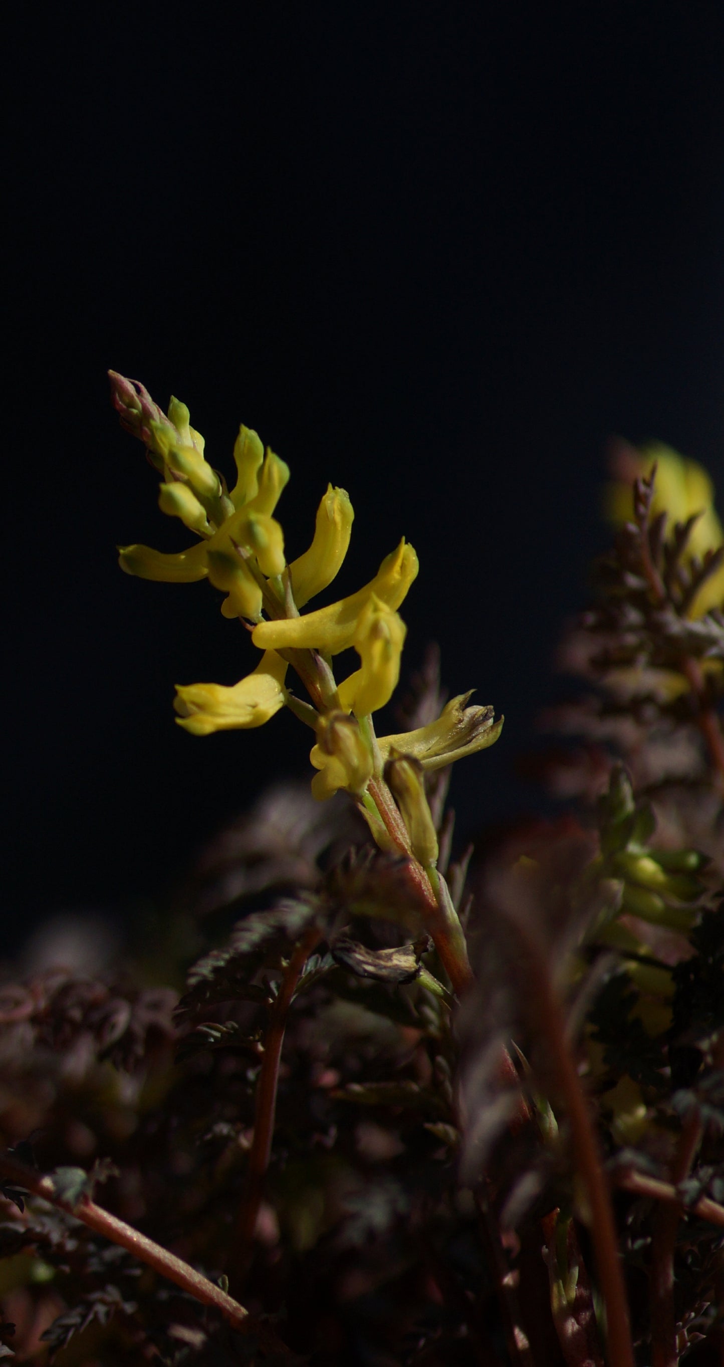 Corydalis cheilanthifolia - Farn-Lerchensporn