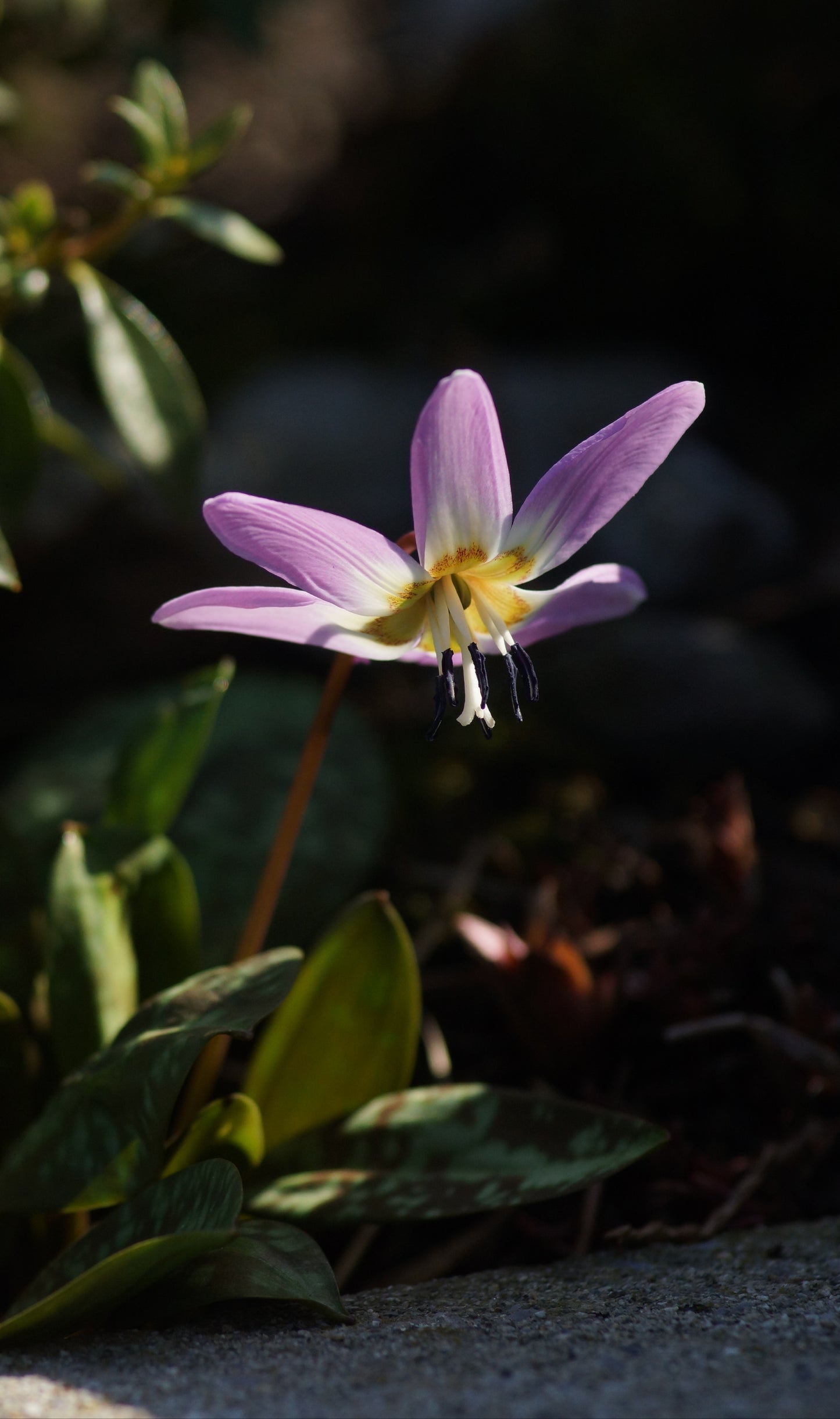 Erythronium dens-canis 'Lilac Wonder' - Hunds-Zahnlilie