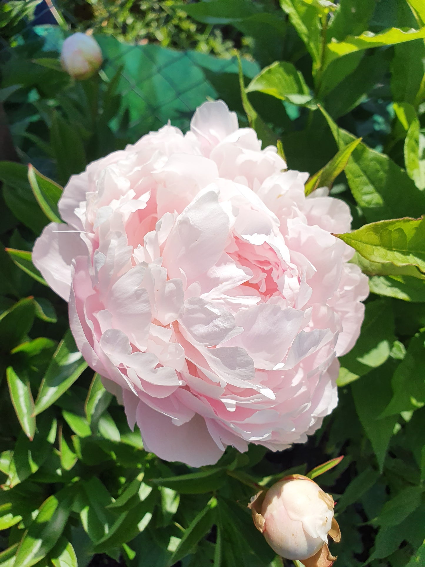 Paeonia lactiflora 'Pillow Talk' - Pfingstrose