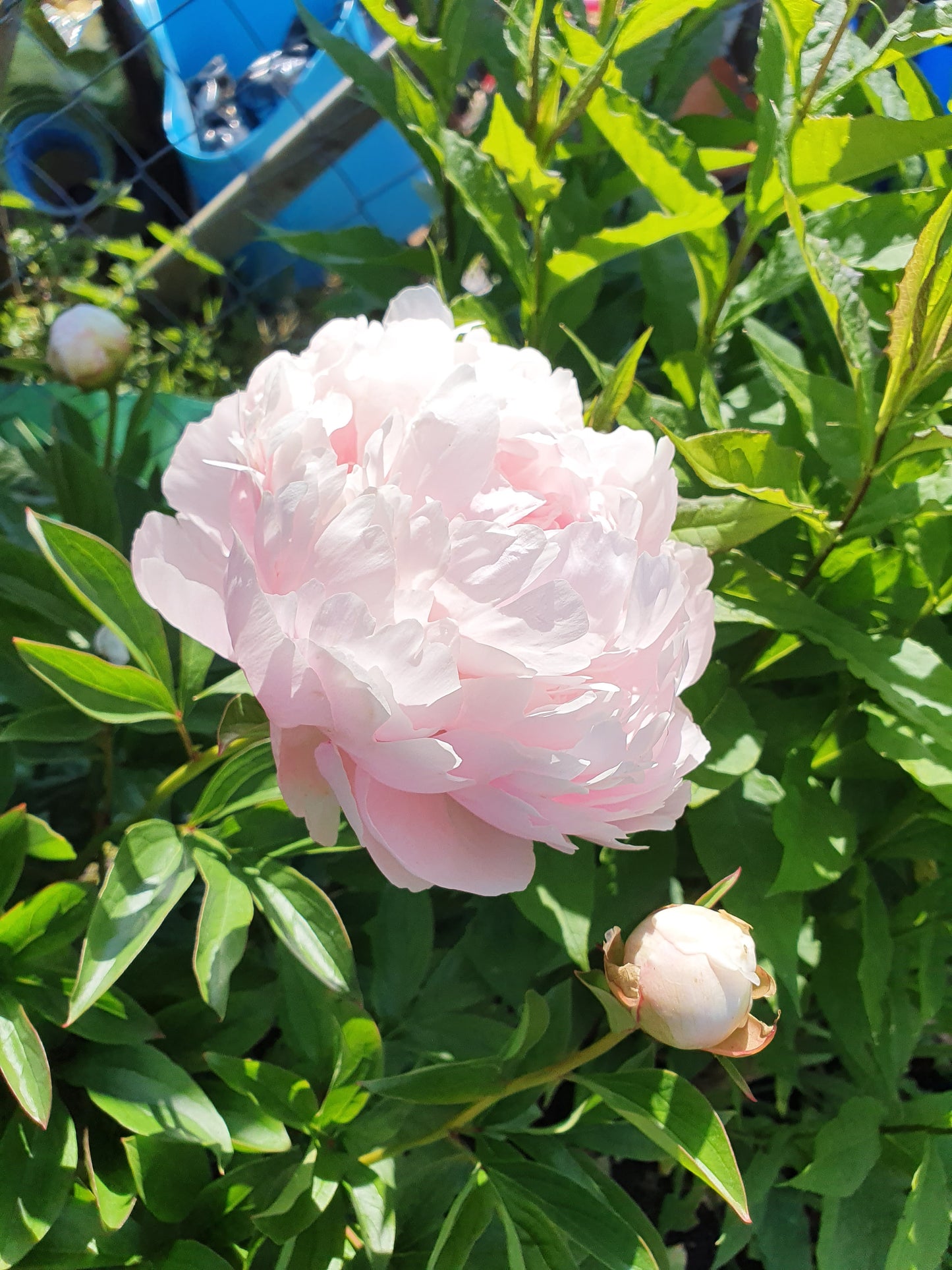 Paeonia lactiflora 'Pillow Talk' - Pfingstrose