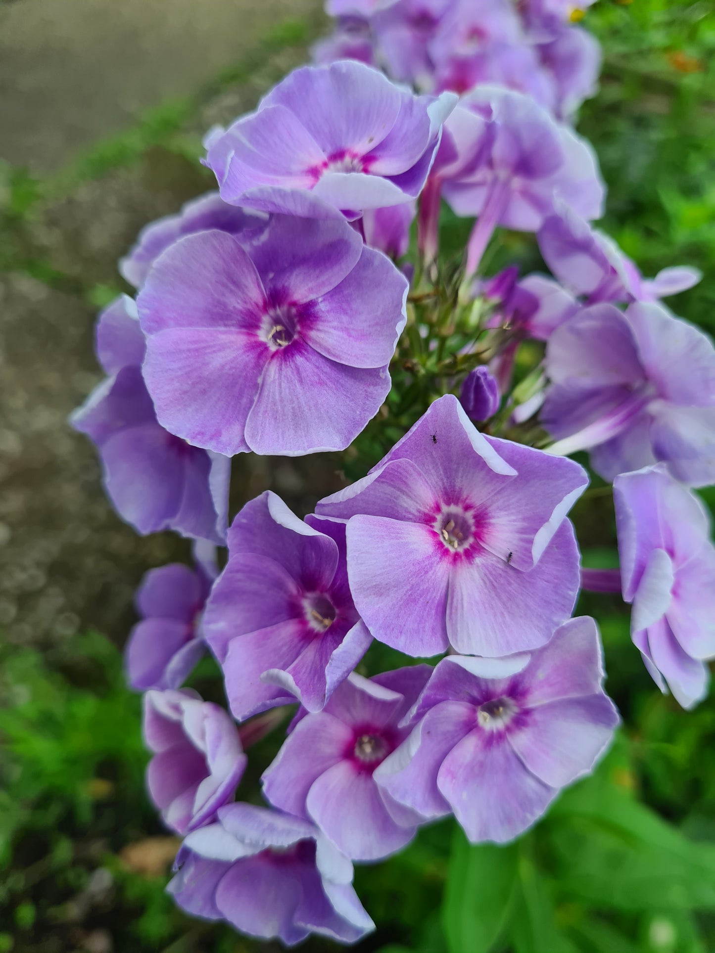 Phlox paniculata 'Gräfin von Schwerin' - Hoher Stauden-Phlox