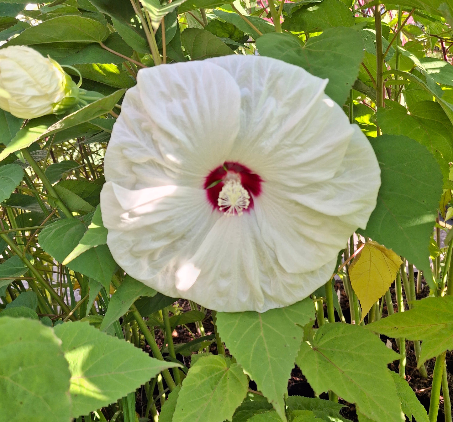 Hibiscus moscheutos 'Old Yella®' - Sumpfeibisch