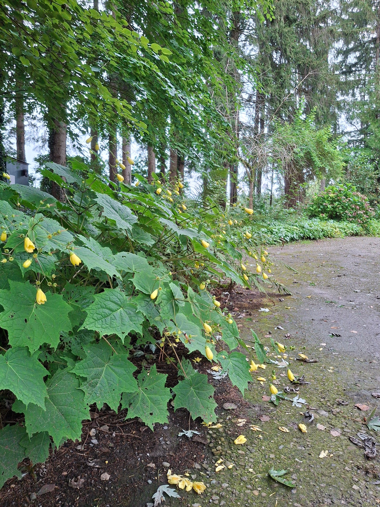 Kirengeshoma palmata - Japanische Wachsglocke