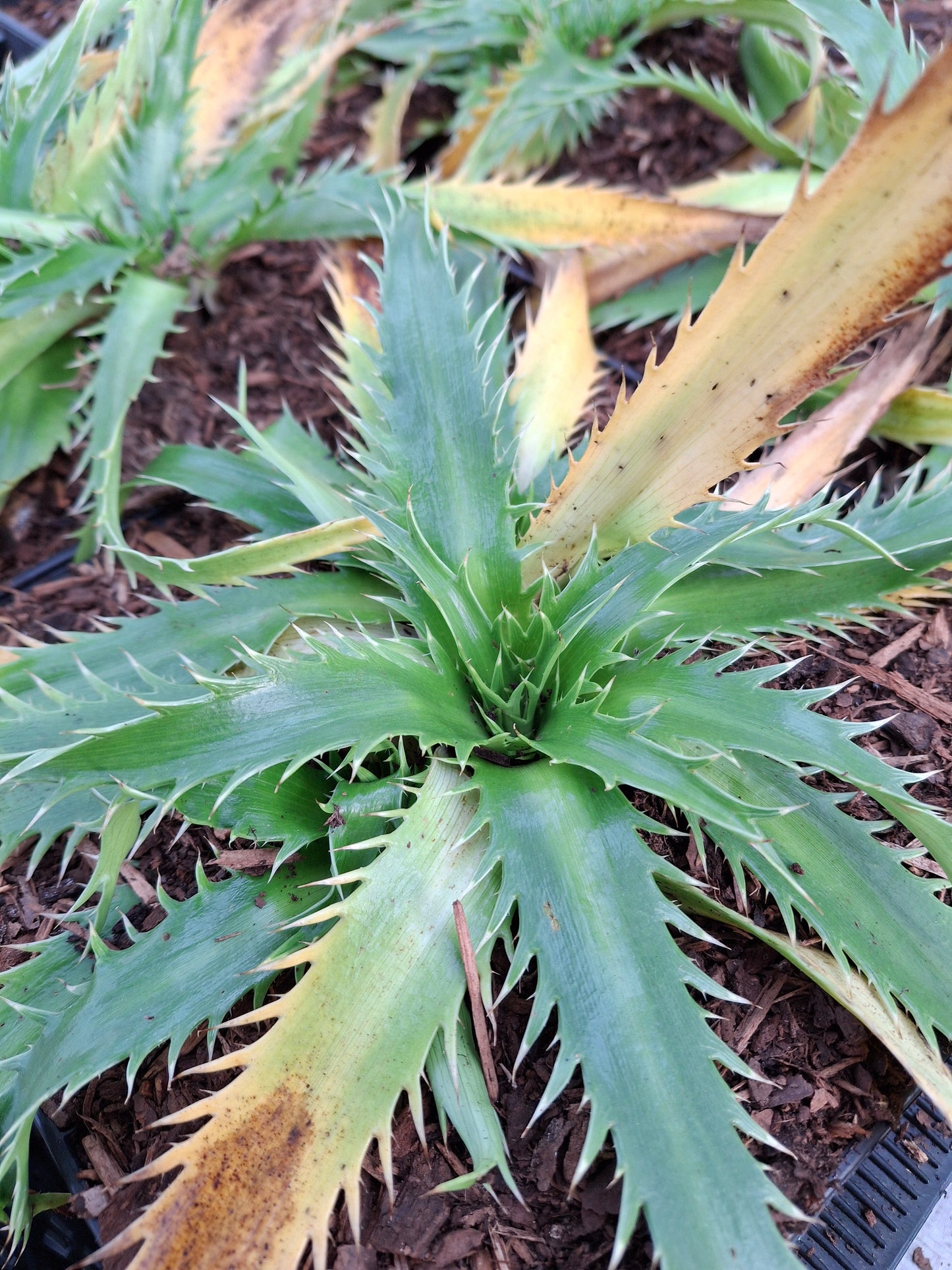 Eryngium agavifolium - Agavenblättrige Mannstreu