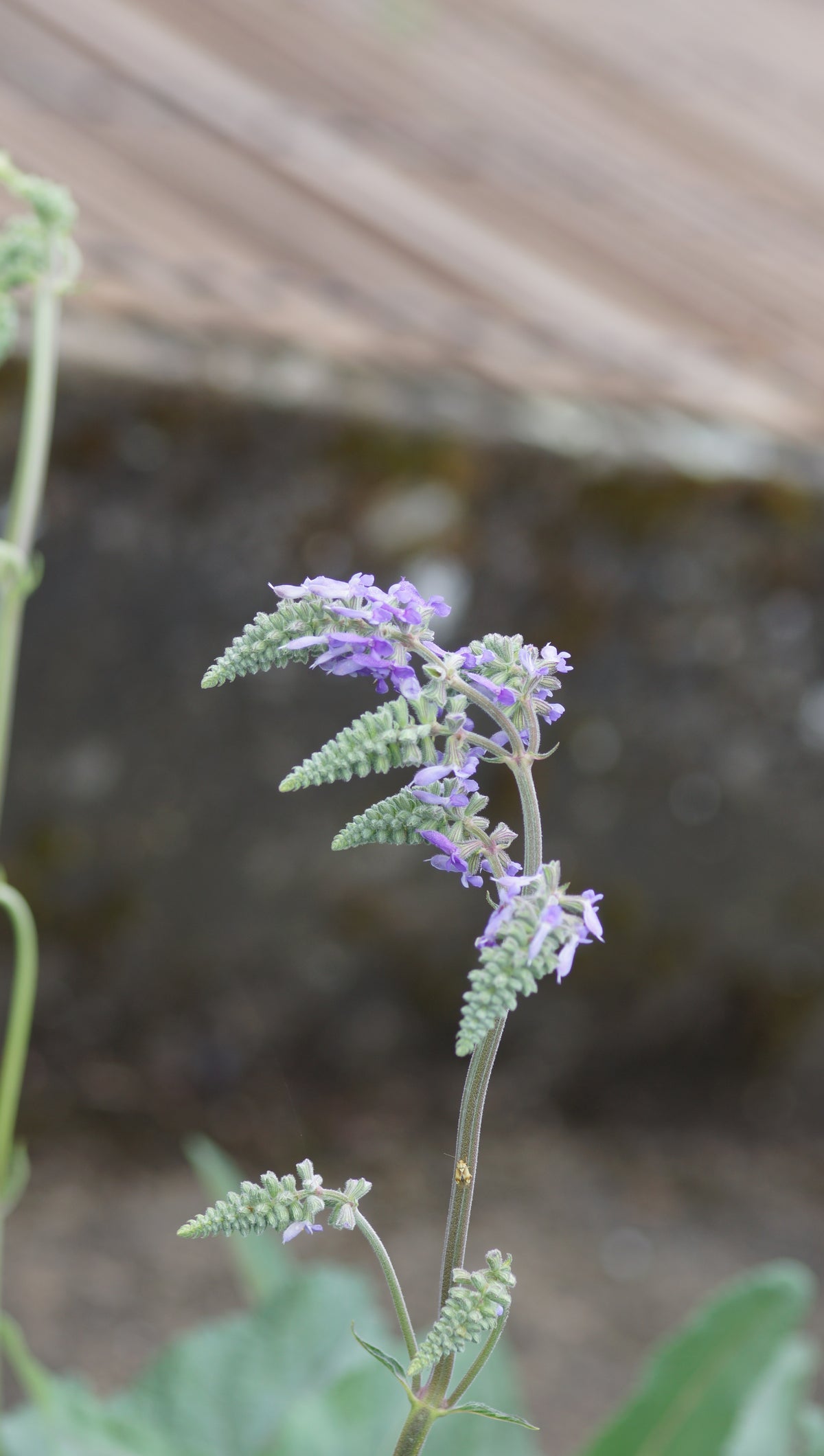 Salvia nutans - Nickender Salbei