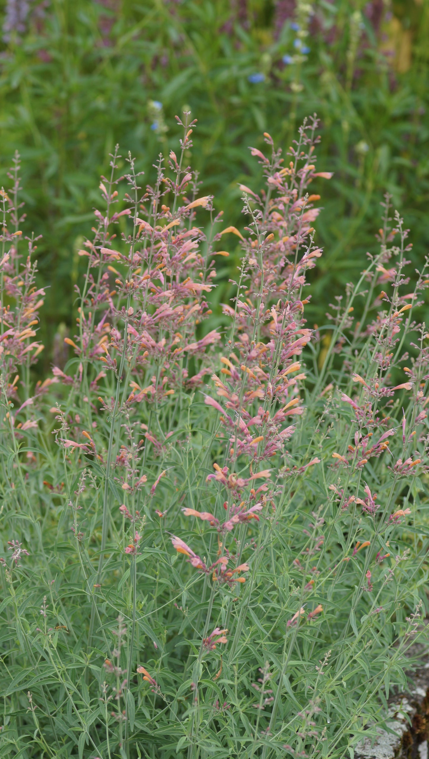 Agastache 'Pink Sunrise' - Duftnessel