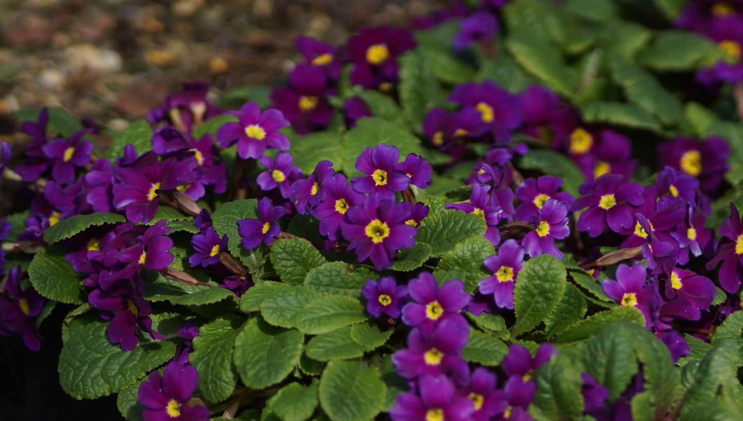 Primula x juliae 'Wanda' - Kissen-Primel
