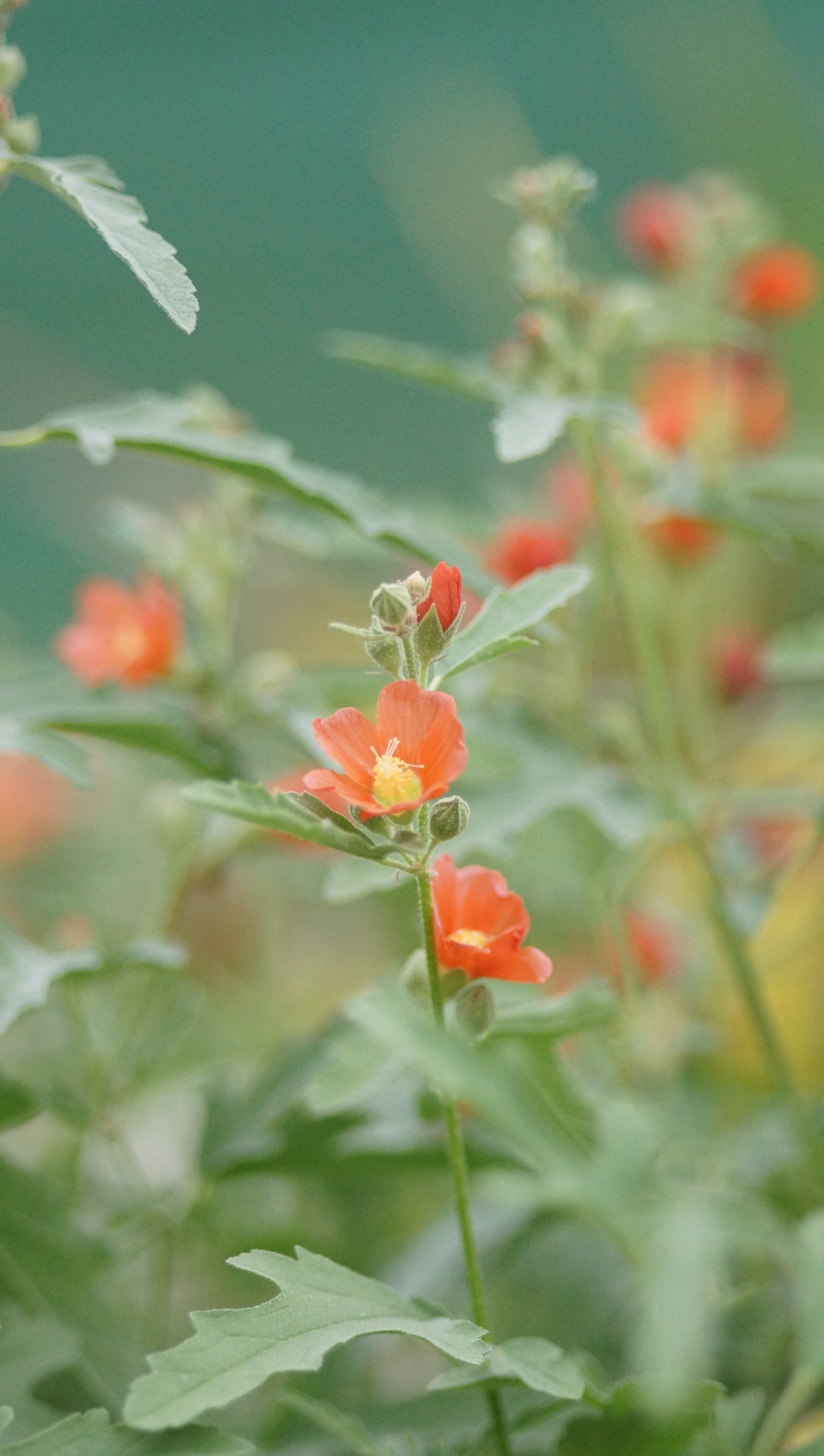 Sphaeralcea Hybride 'Charmeuse' - Wüstenmalve