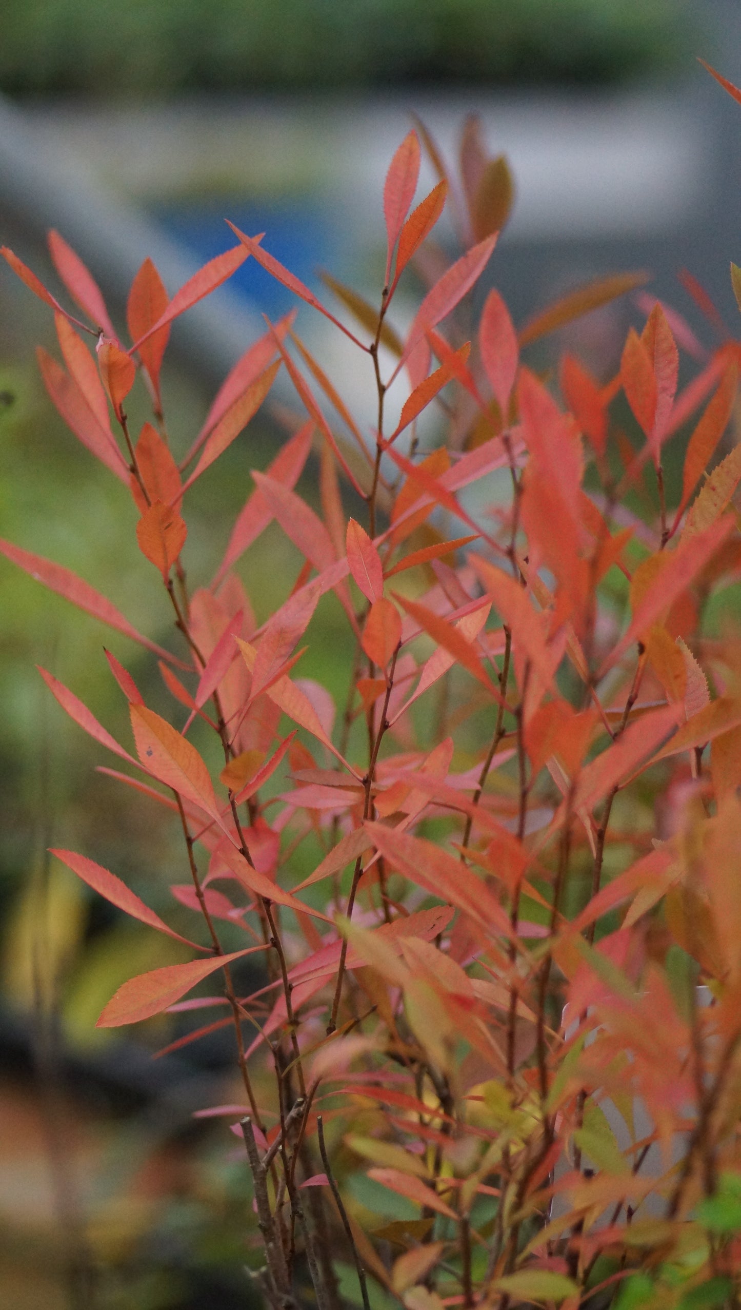 Amygdalus nana - Zwerg-Mandel
