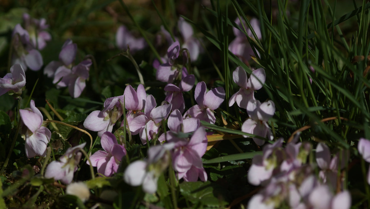 Viola odorata 'Rosa Findling' - Duft-Veilchen