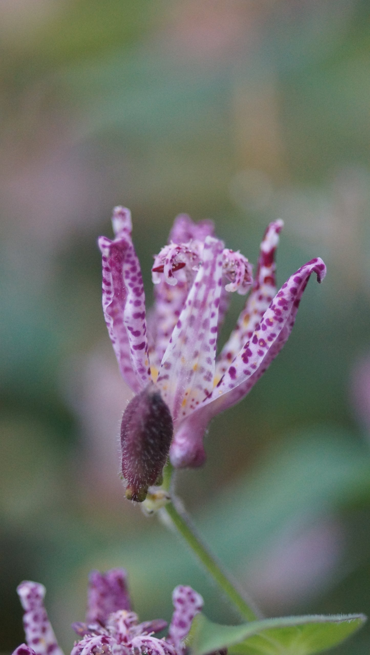 Tricyrtis hirta 'Shimone' - Borstige Krötenlilie