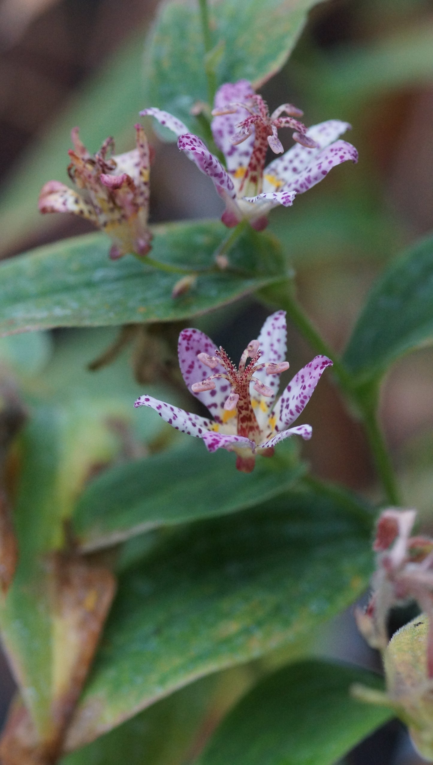 Tricyrtis formosana 'Pink Freckles' - Krötenlilie