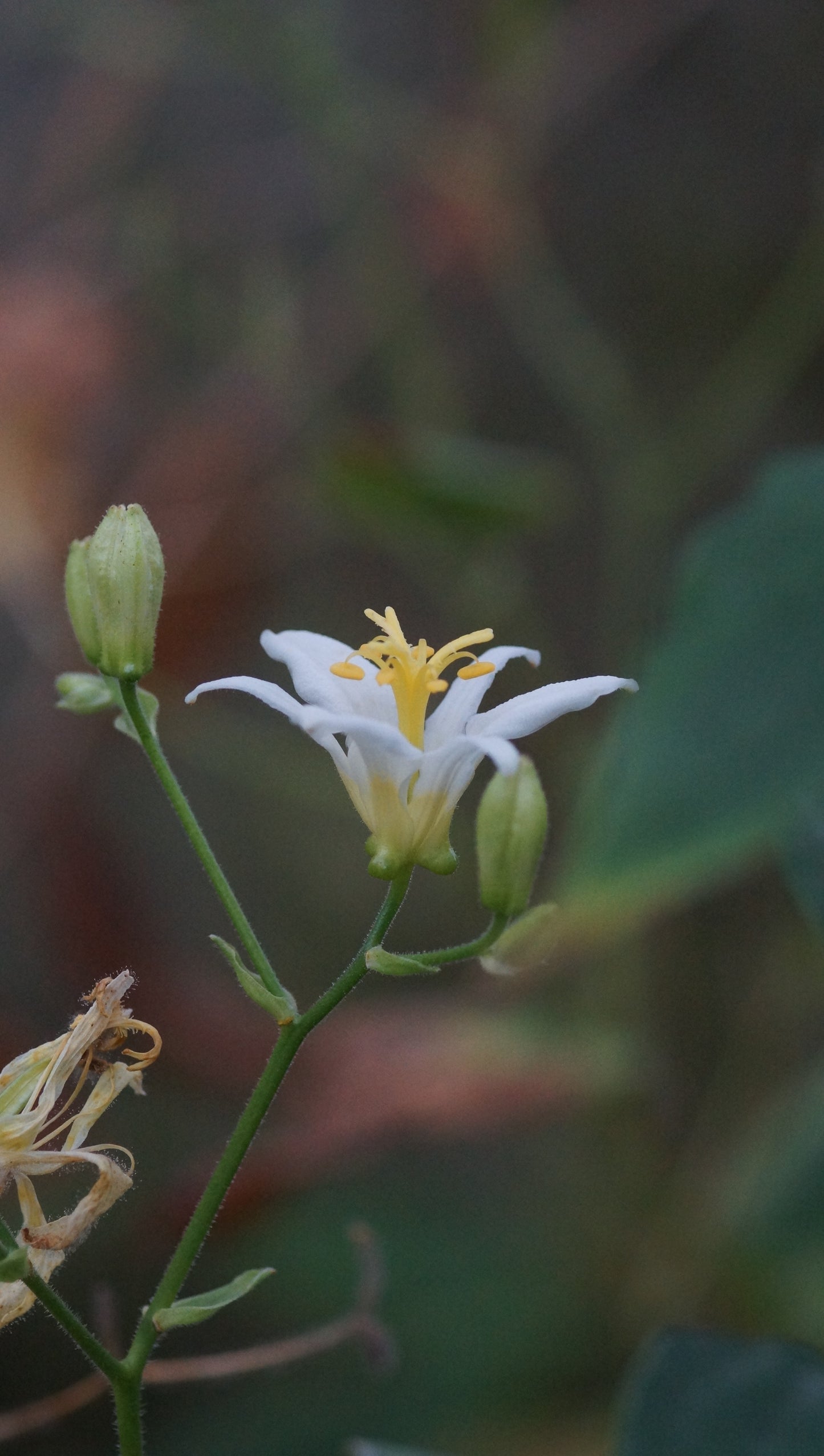 Tricyrtis lasiocarpa 'Alba' - Krötenlilie