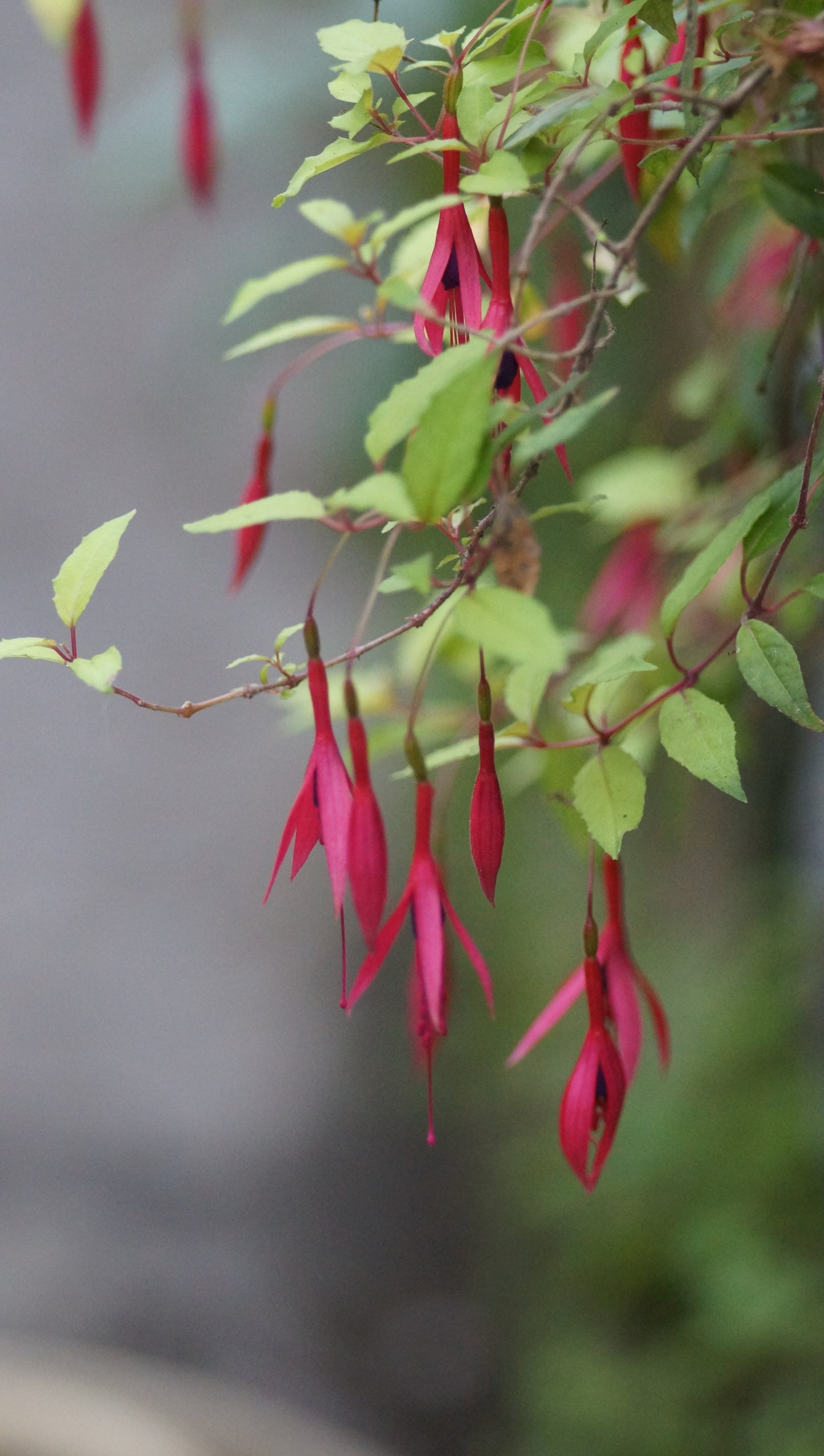 Fuchsia magellanica 'Gold Mountain' - Freiland-Fuchsie