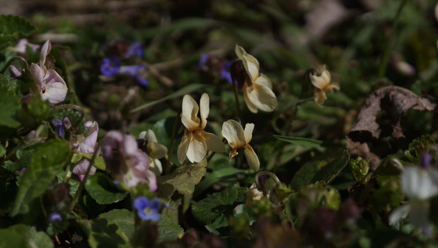 Viola odorata 'Sulphurea' - Duft-Veilchen