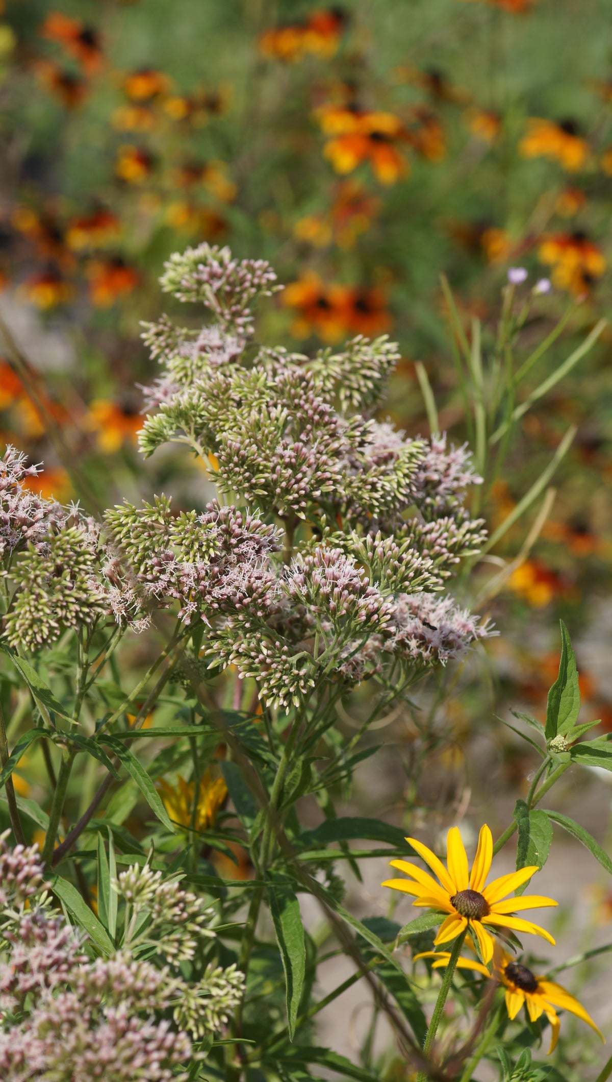 Eupatorium cannabinum - Wasserdost