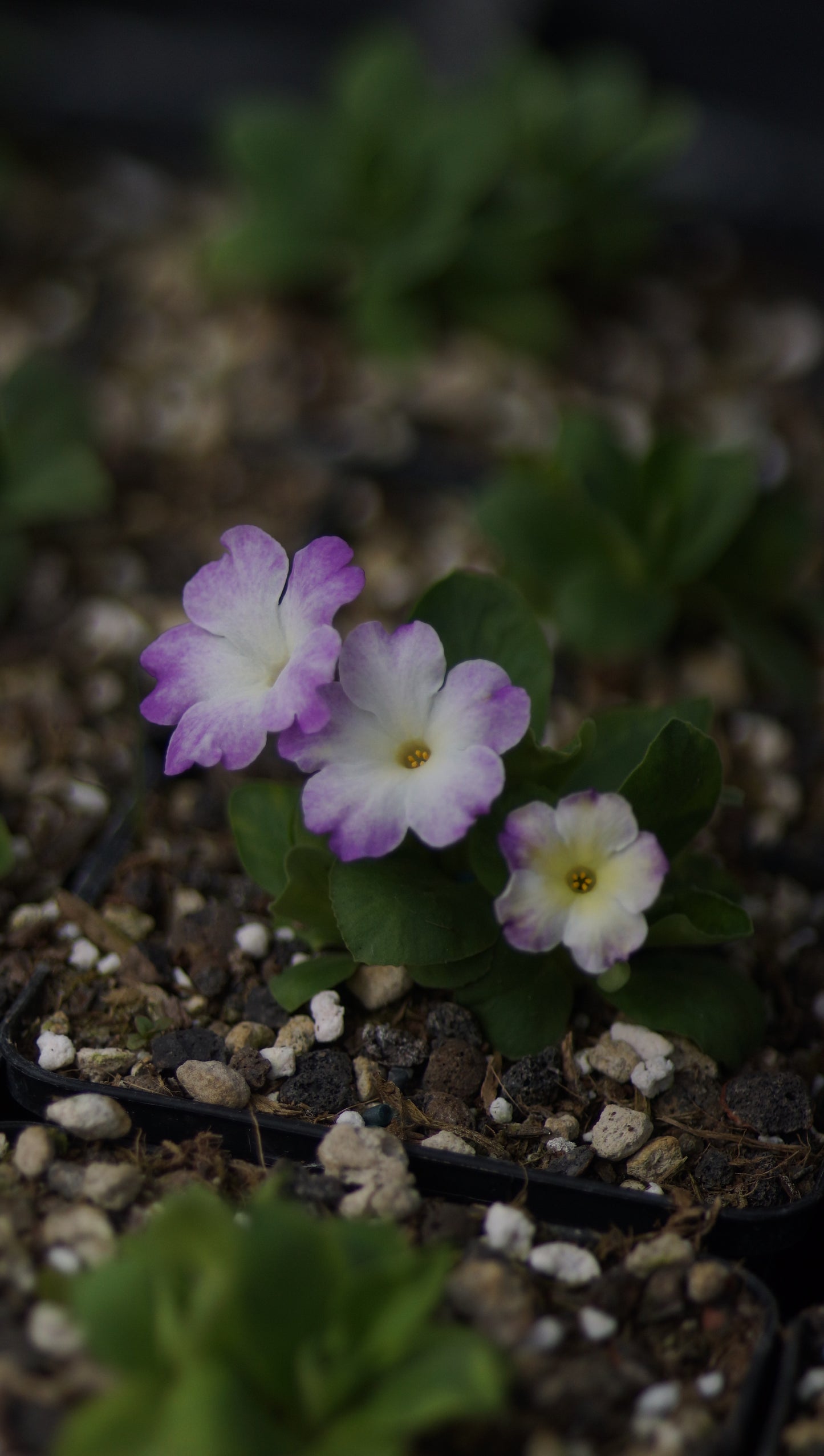 Primula x allionii 'A30' - Allioni Primel