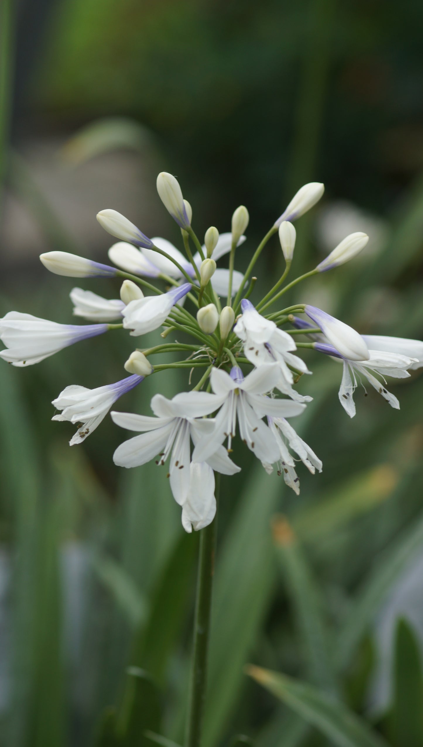 Agapanthus Hybride 'Twister' - Schmucklilie