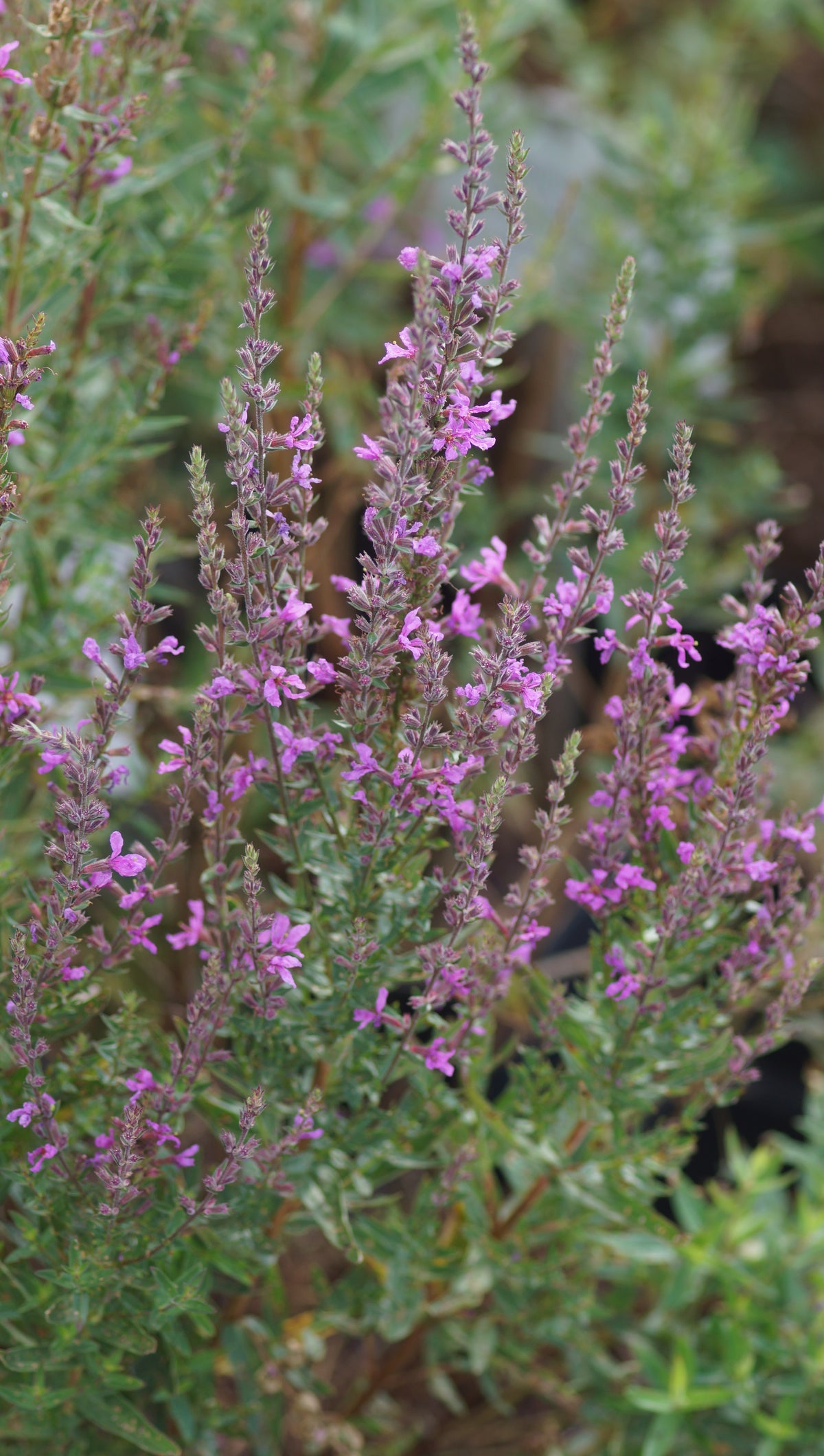Lythrum salicaria 'Lady Sackville' - Blut-Weiderich