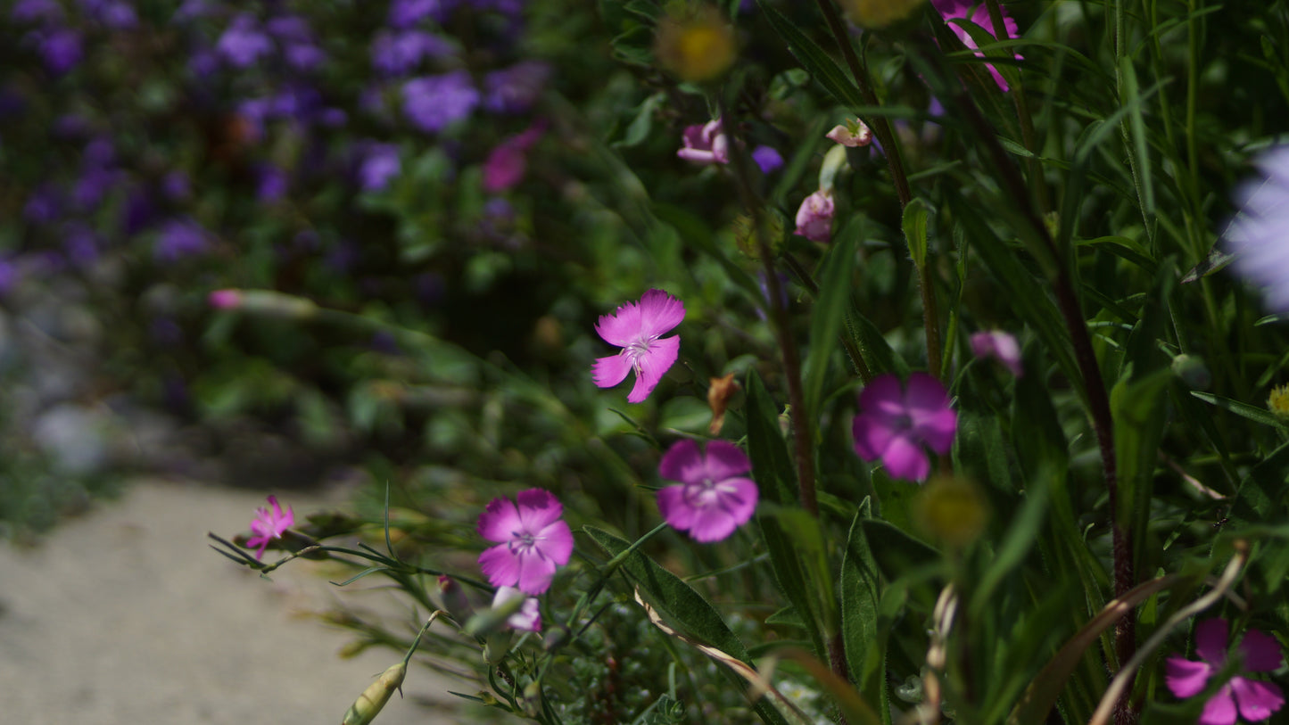 Dianthus silvestris - Stein-Nelke