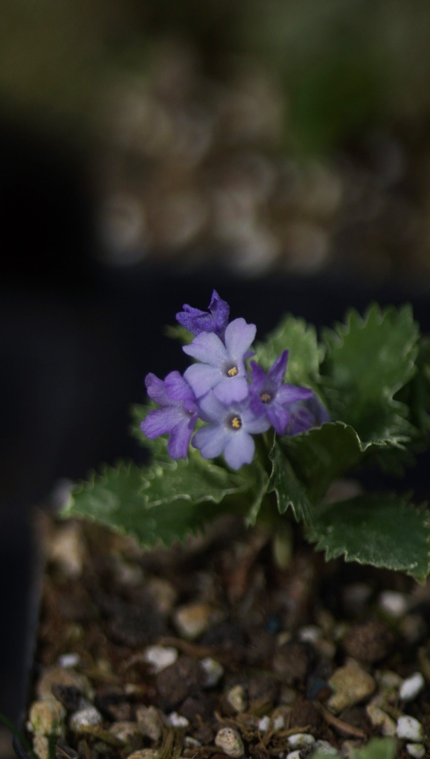 Primula x marginata 'Drake Strain' - Gewelltrandige Primel