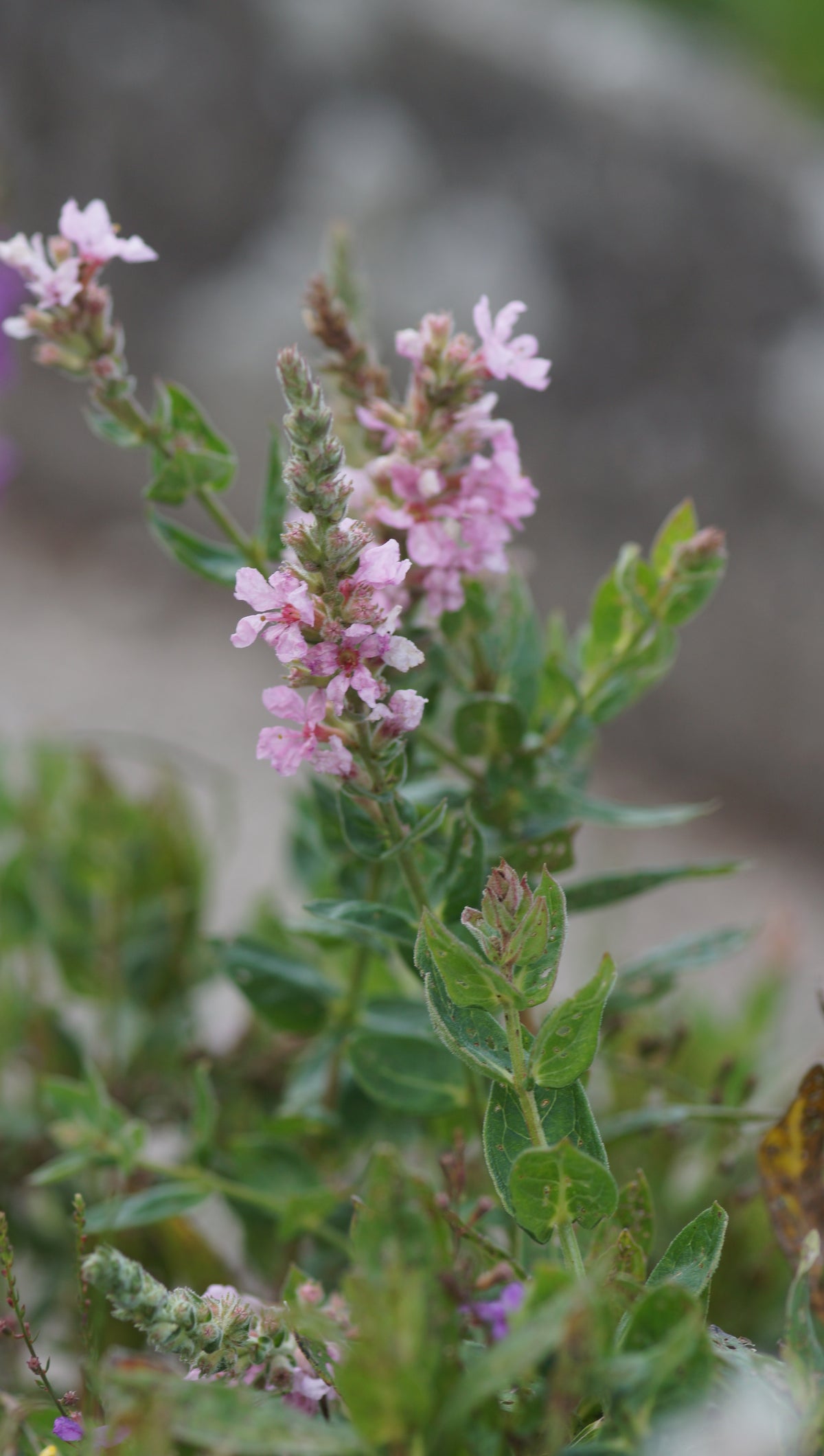Lythrum salicaria 'Blush' - Blut-Weiderich