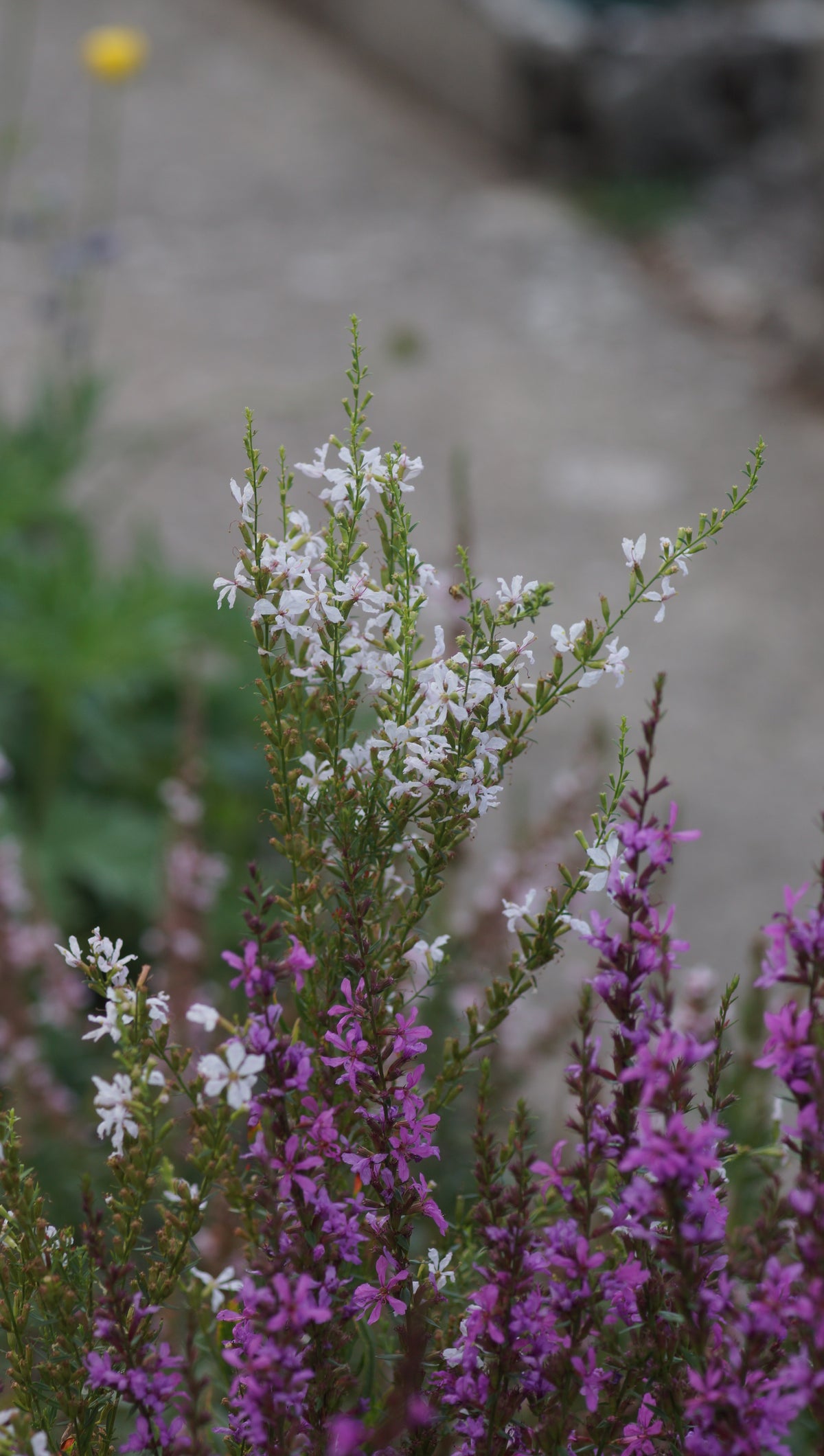 Lythrum virgatum 'White Swirl' - Ruten-Weiderich