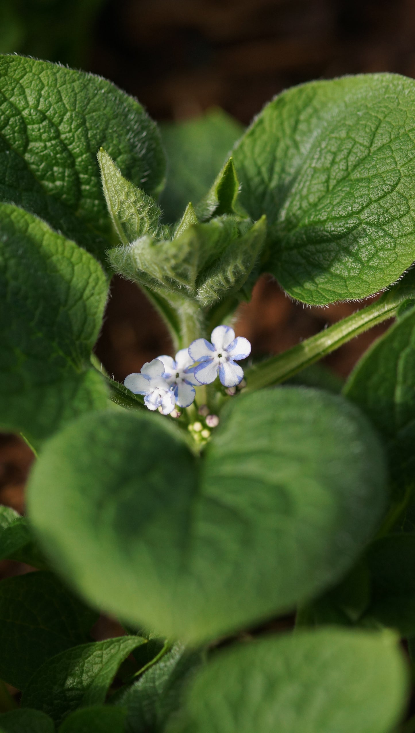 Brunnera macrophylla 'Jennifer' - Kaukasusvergissmeinnicht