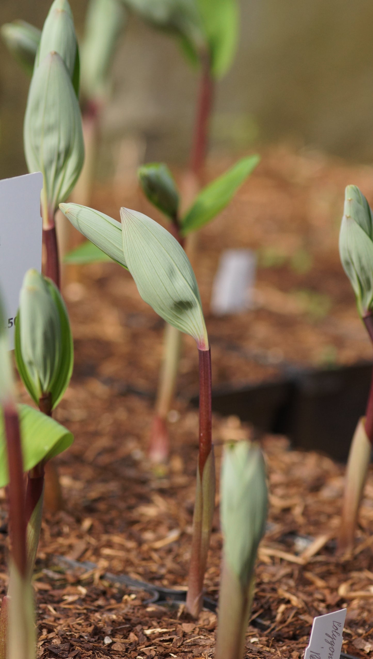 Polygonatum odoratum 'Red Stem' - Salomonssiegel