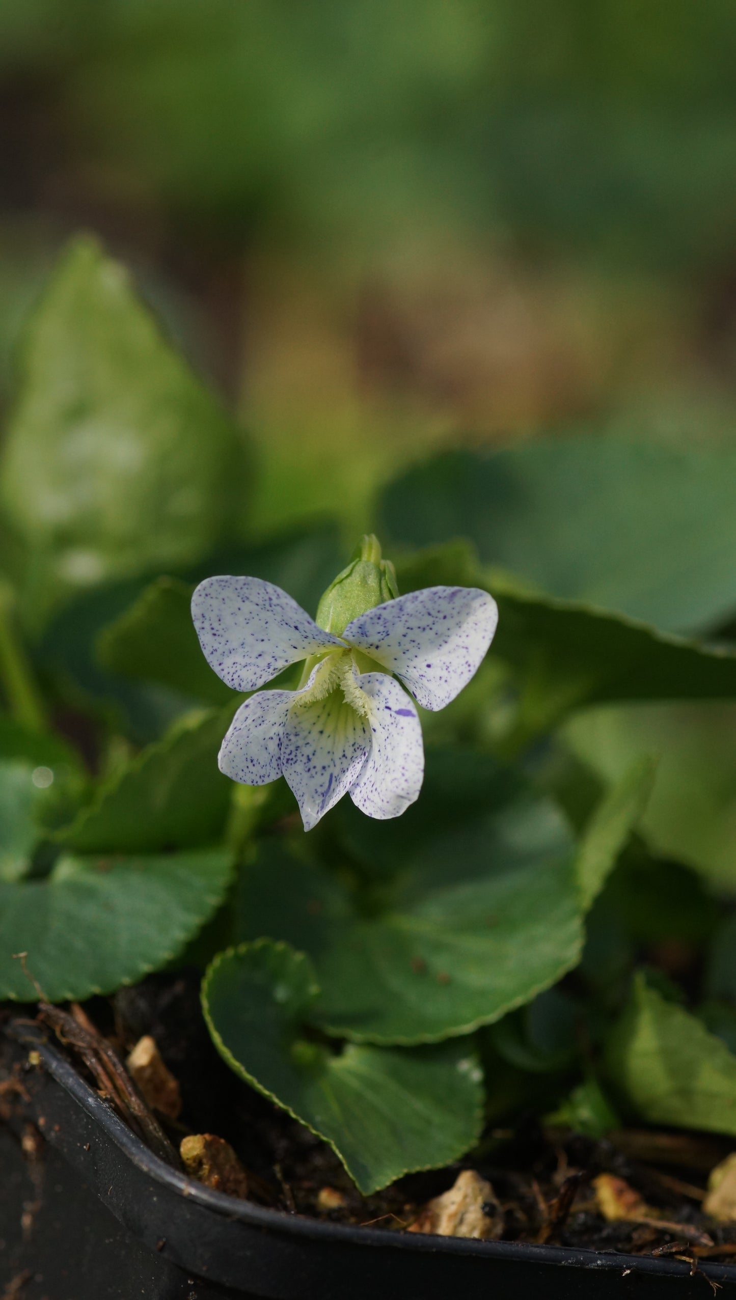 Viola sororia 'Freckles' - Pfingst-Veilchen