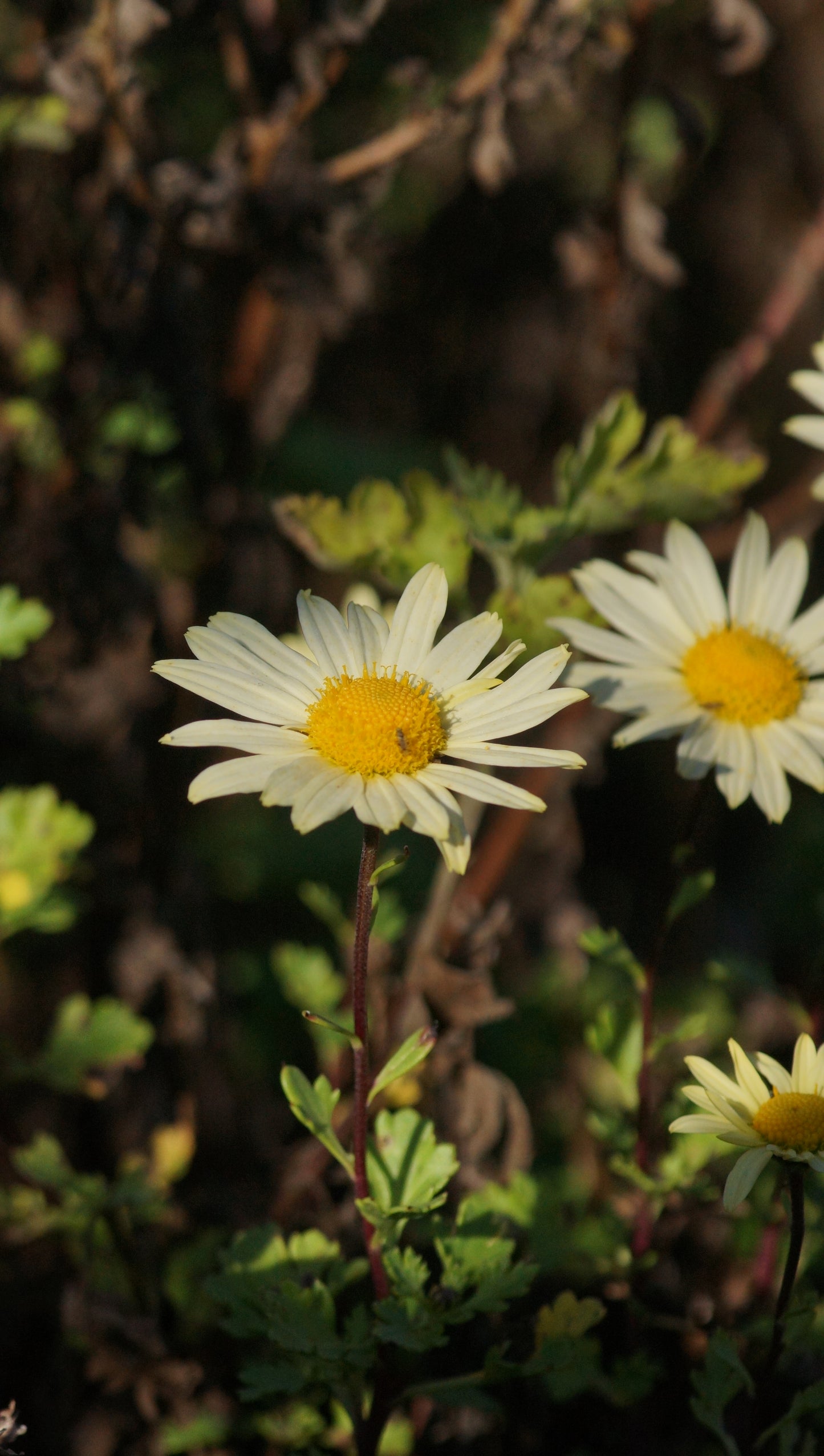 Arctanthemum arcitcum 'Schwefelglanz' - Grönlandmargerite
