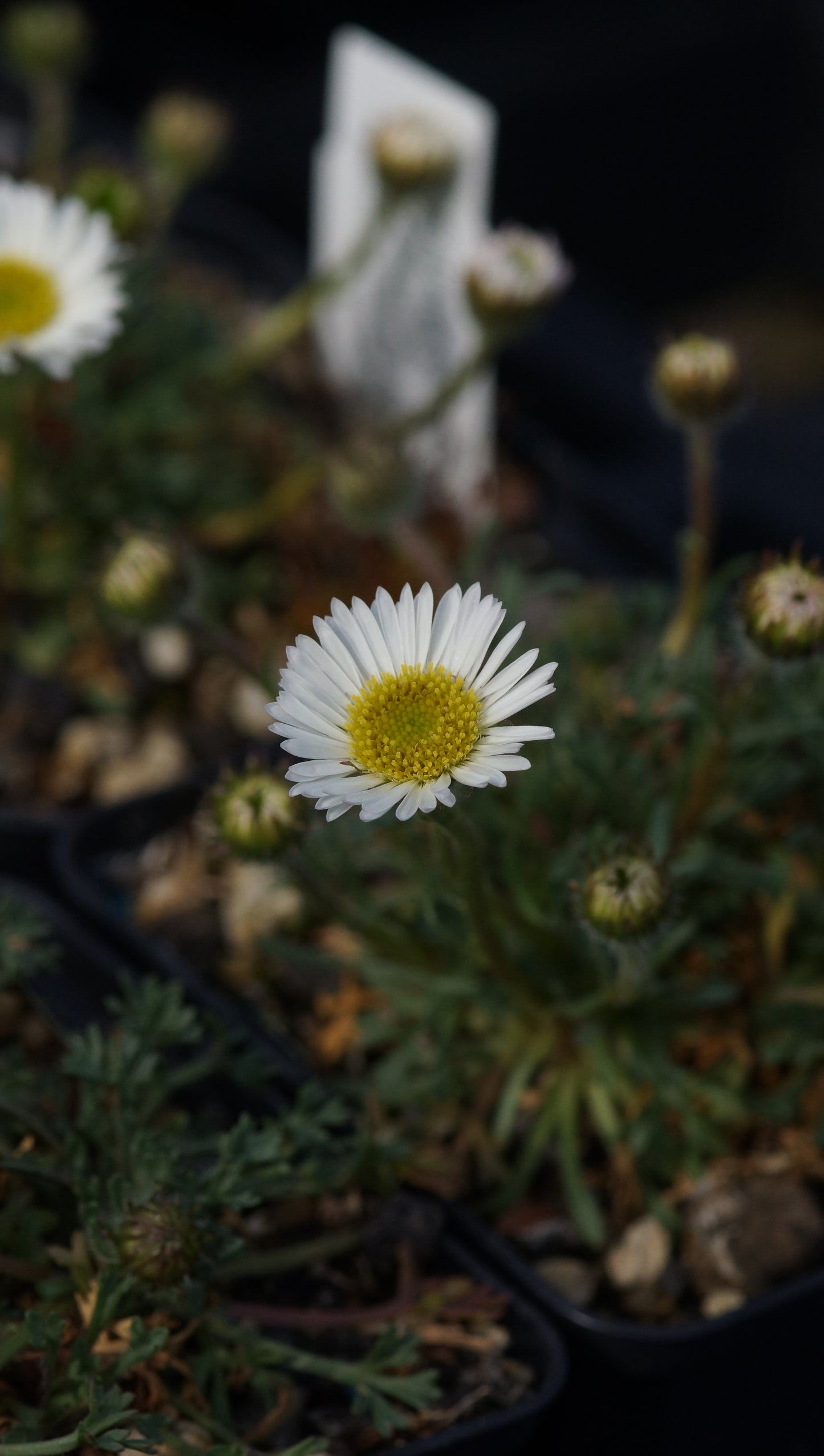 Erigeron compositus - Vielgestaltiges Berufskraut