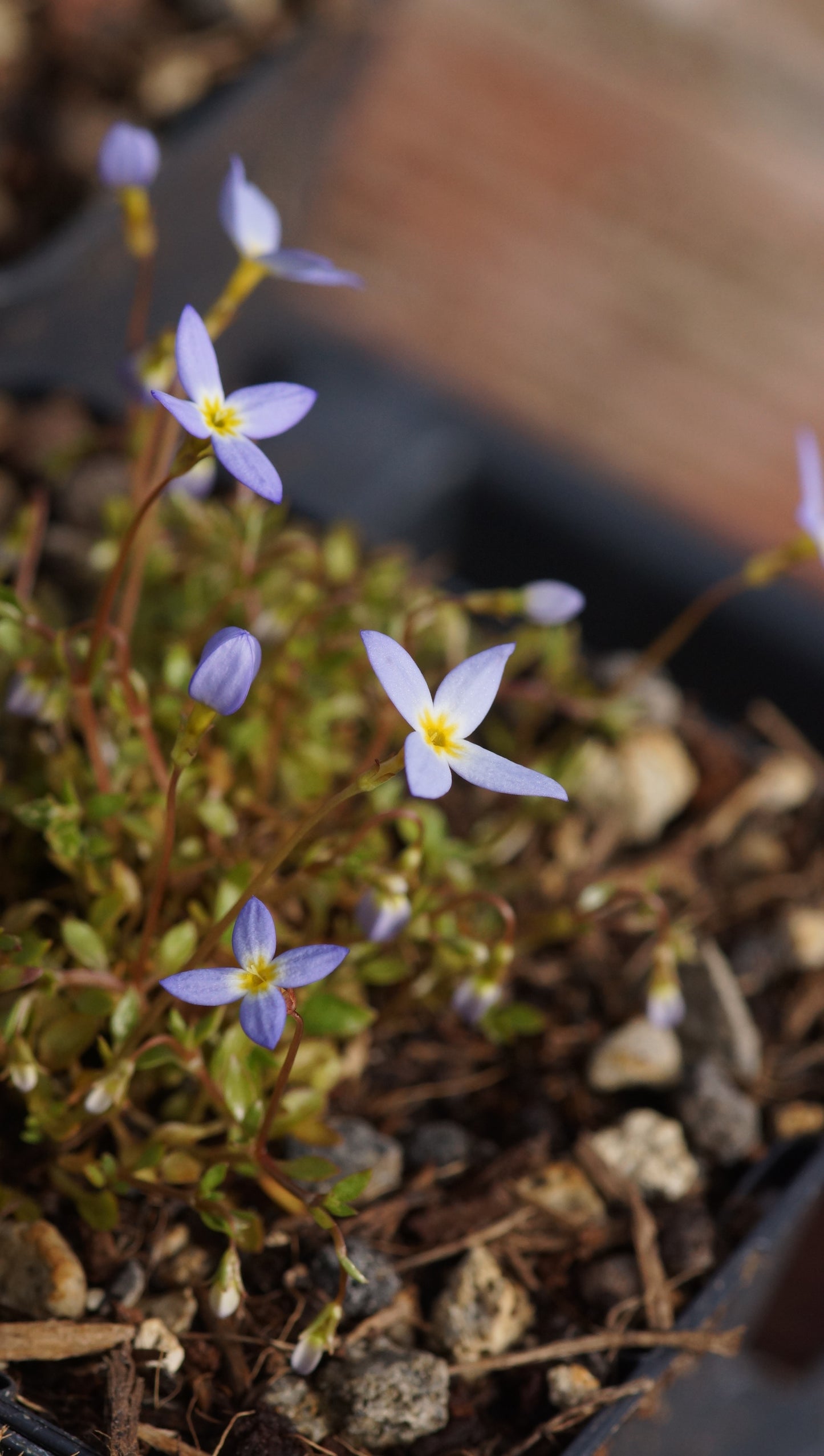 Houstonia caerulea 'Millard's Variety' - Porzellansternchen