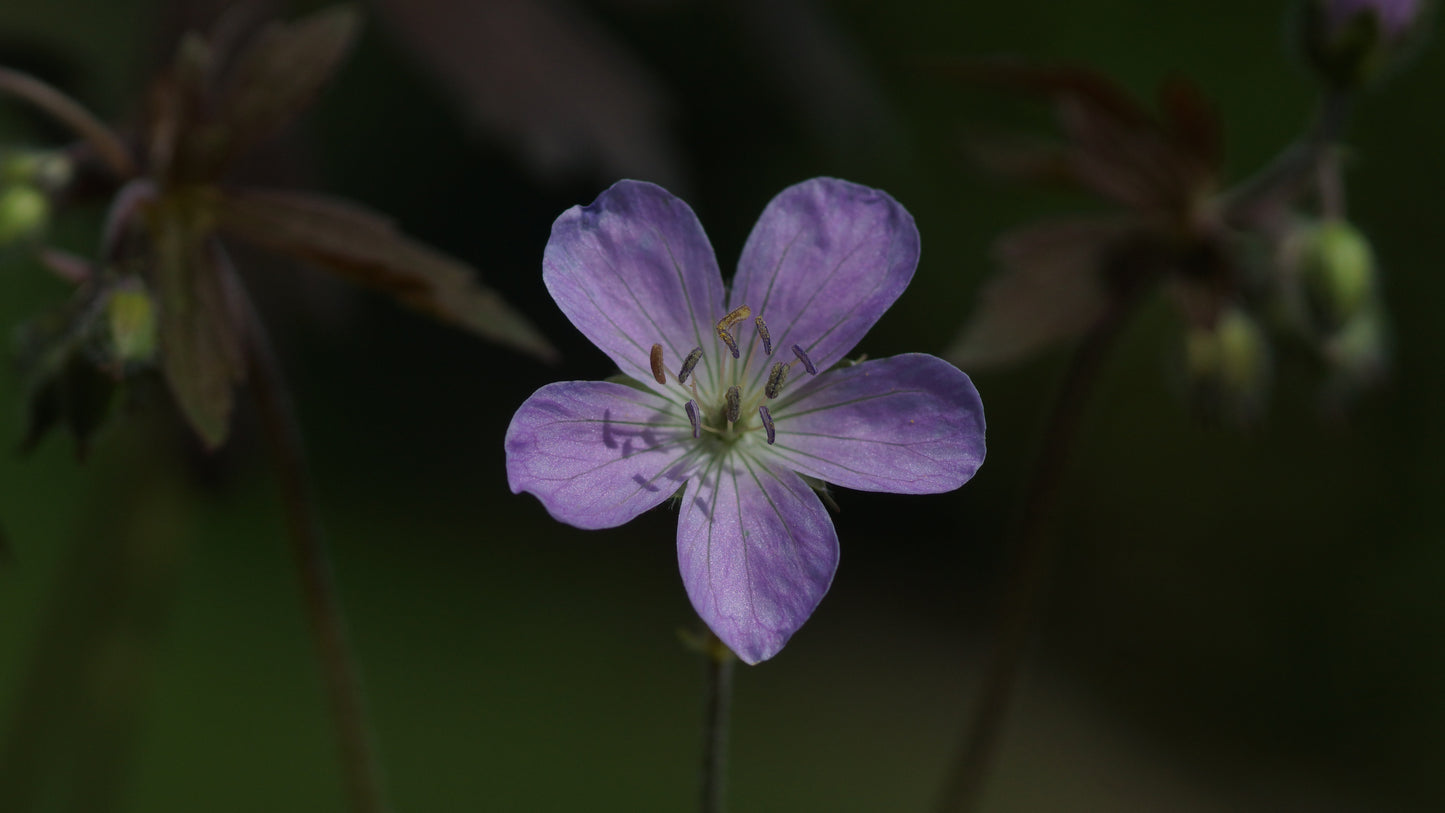 Geranium maculatum 'Espresso' - Gefleckter Storchschnabel