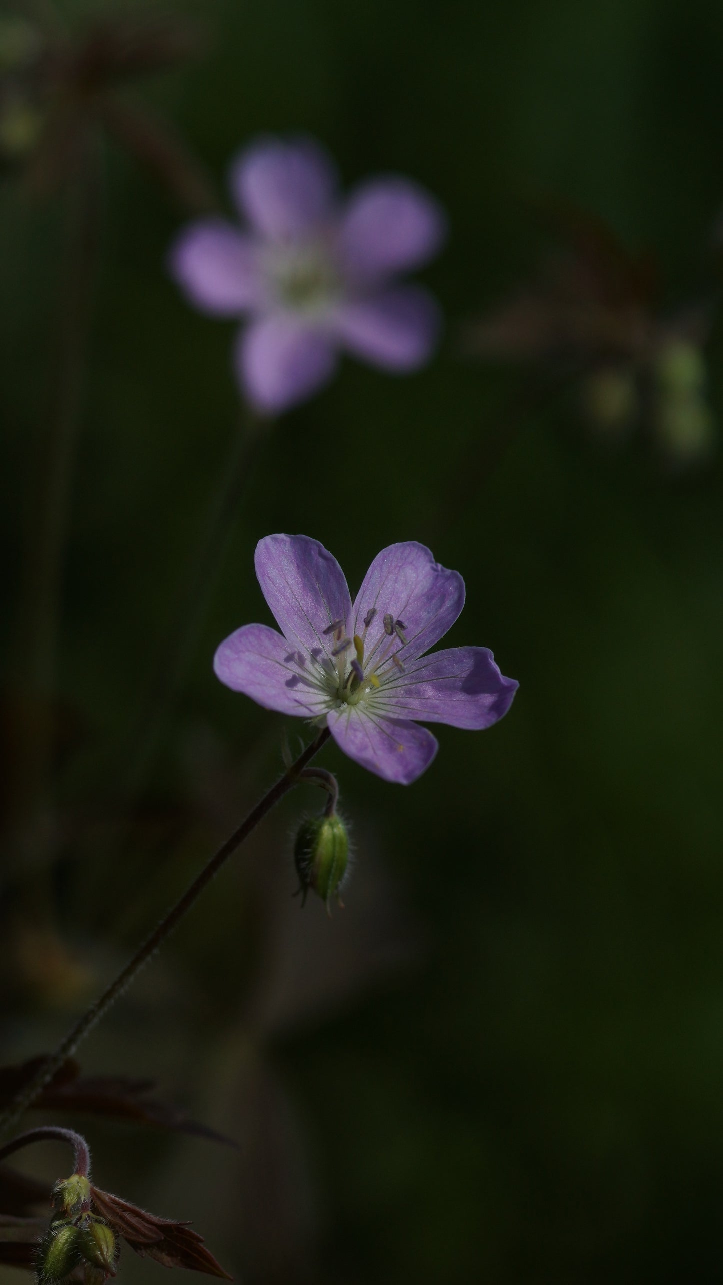Geranium maculatum 'Espresso' - Gefleckter Storchschnabel