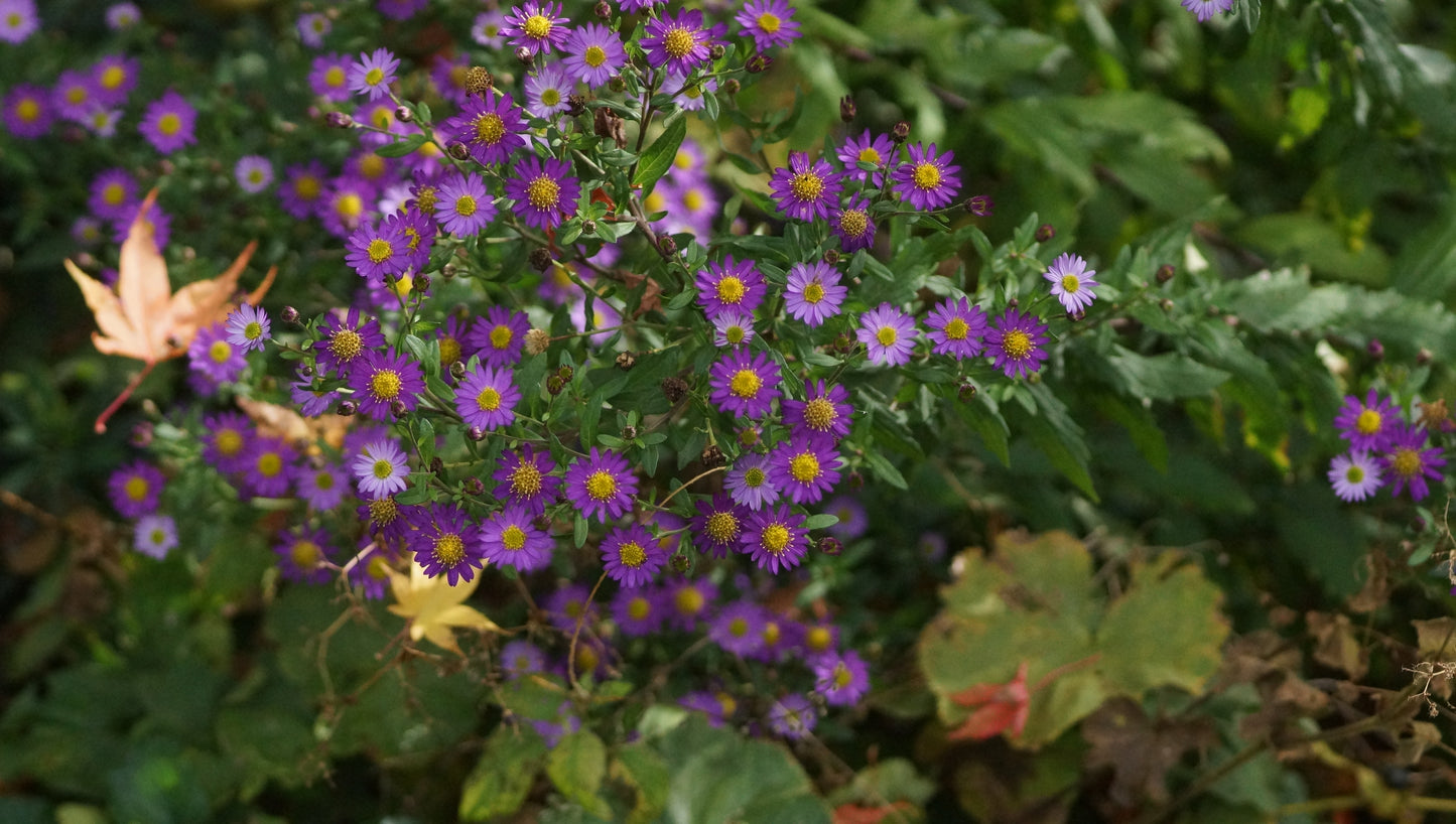 Aster ageratoides 'Ezo Murasaki' - Wild-Aster