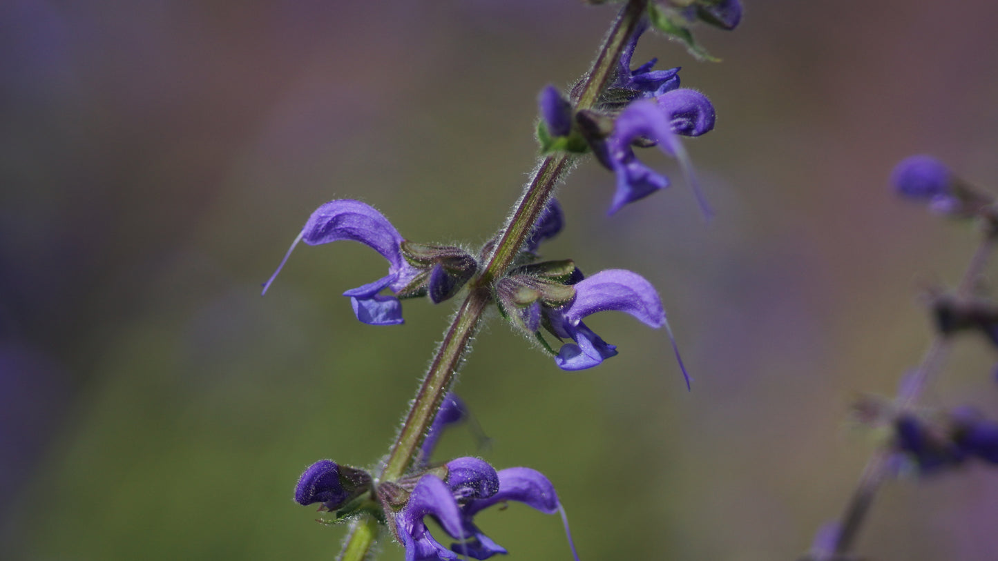 Salvia pratensis - Wiesen-Salbei