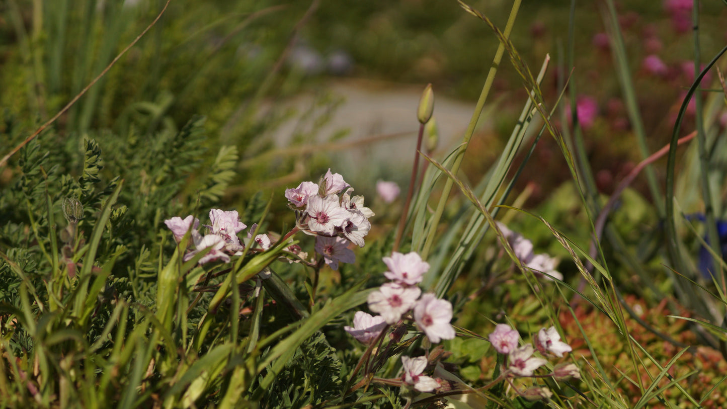 Erodium absinthoides var. amanum - Reiherschnabel
