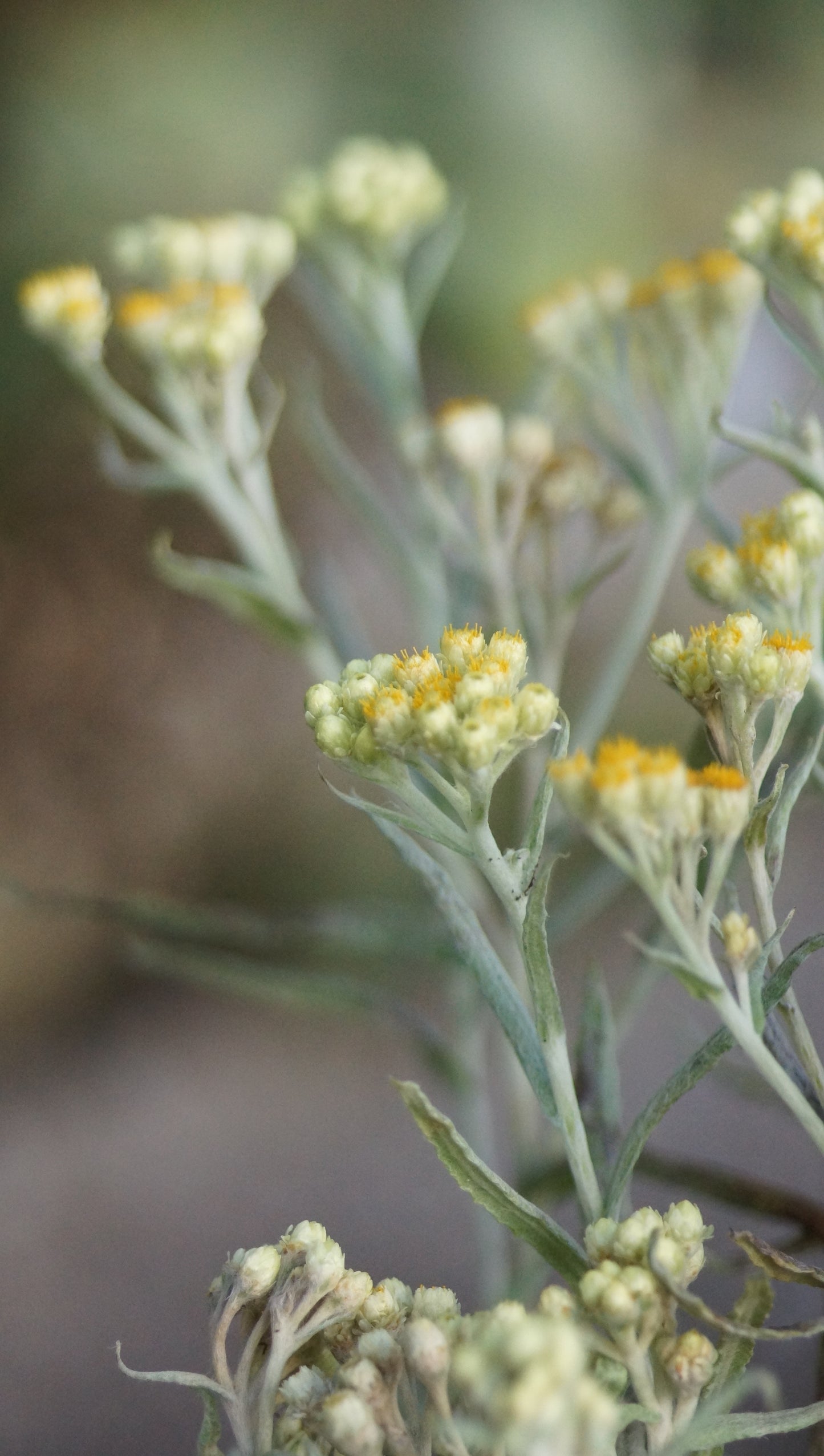 Helichrysum thianshanicum 'Schwefellicht' - Turkestan-Strohblume