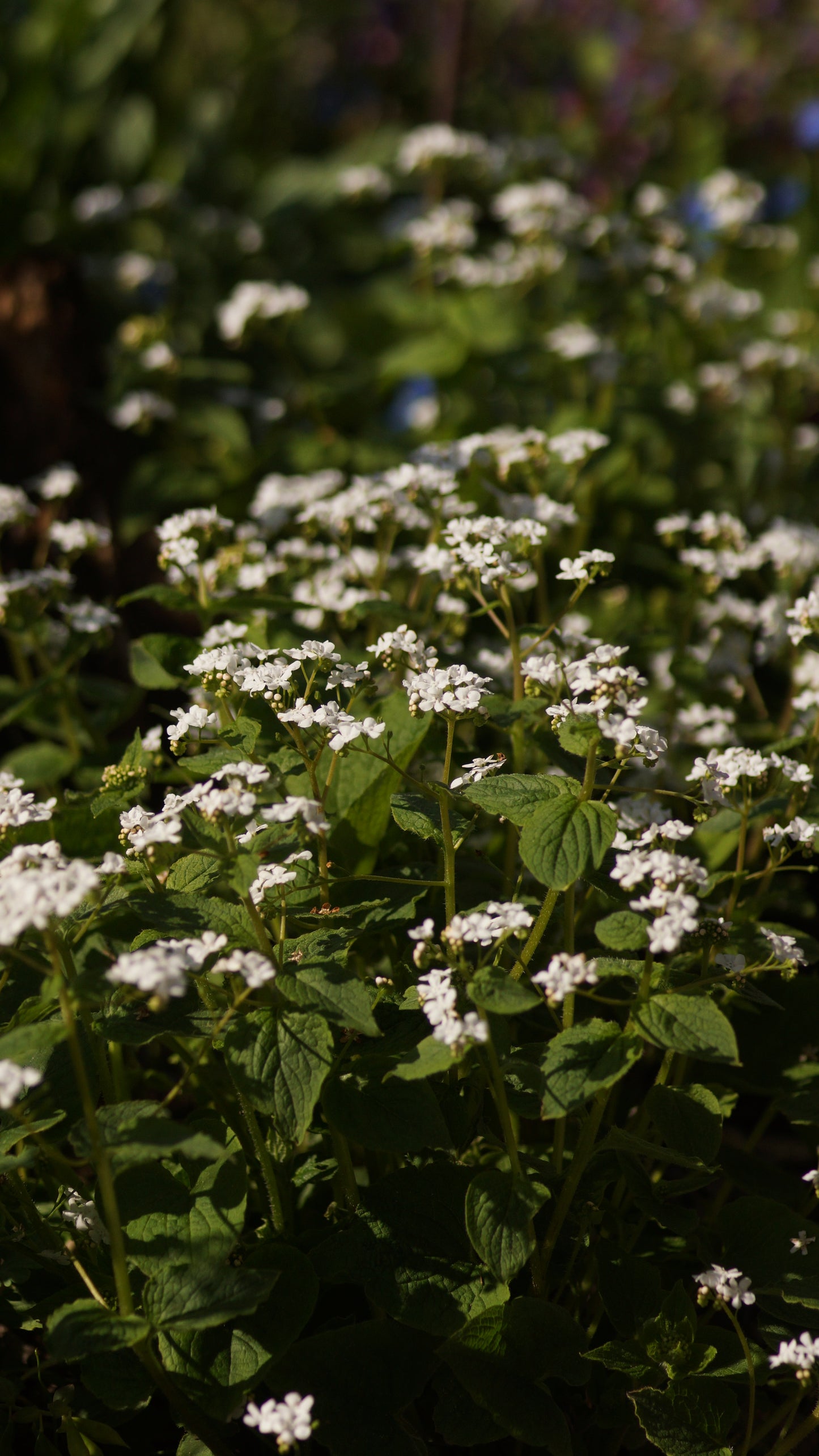 Brunnera macrophylla 'Betty Bowring' - Kaukasusvergissmeinnicht