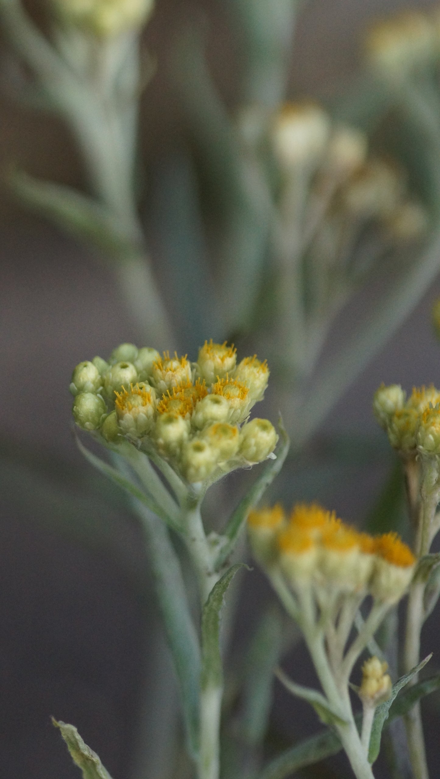 Helichrysum thianshanicum 'Schwefellicht' - Turkestan-Strohblume