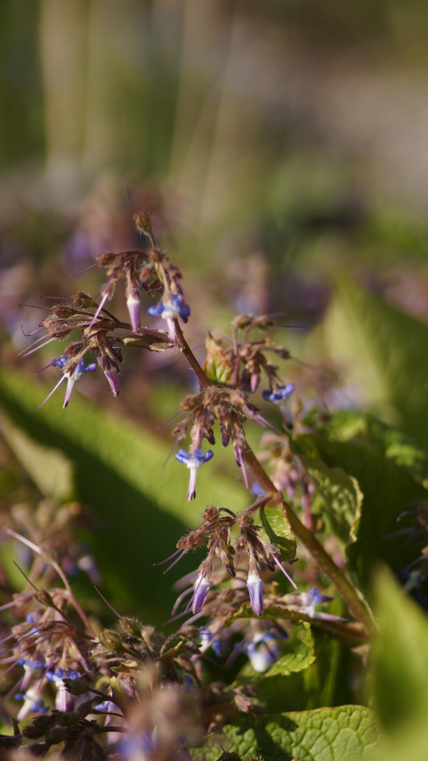 Trachystemon orientalis - Orientalischer Rauling