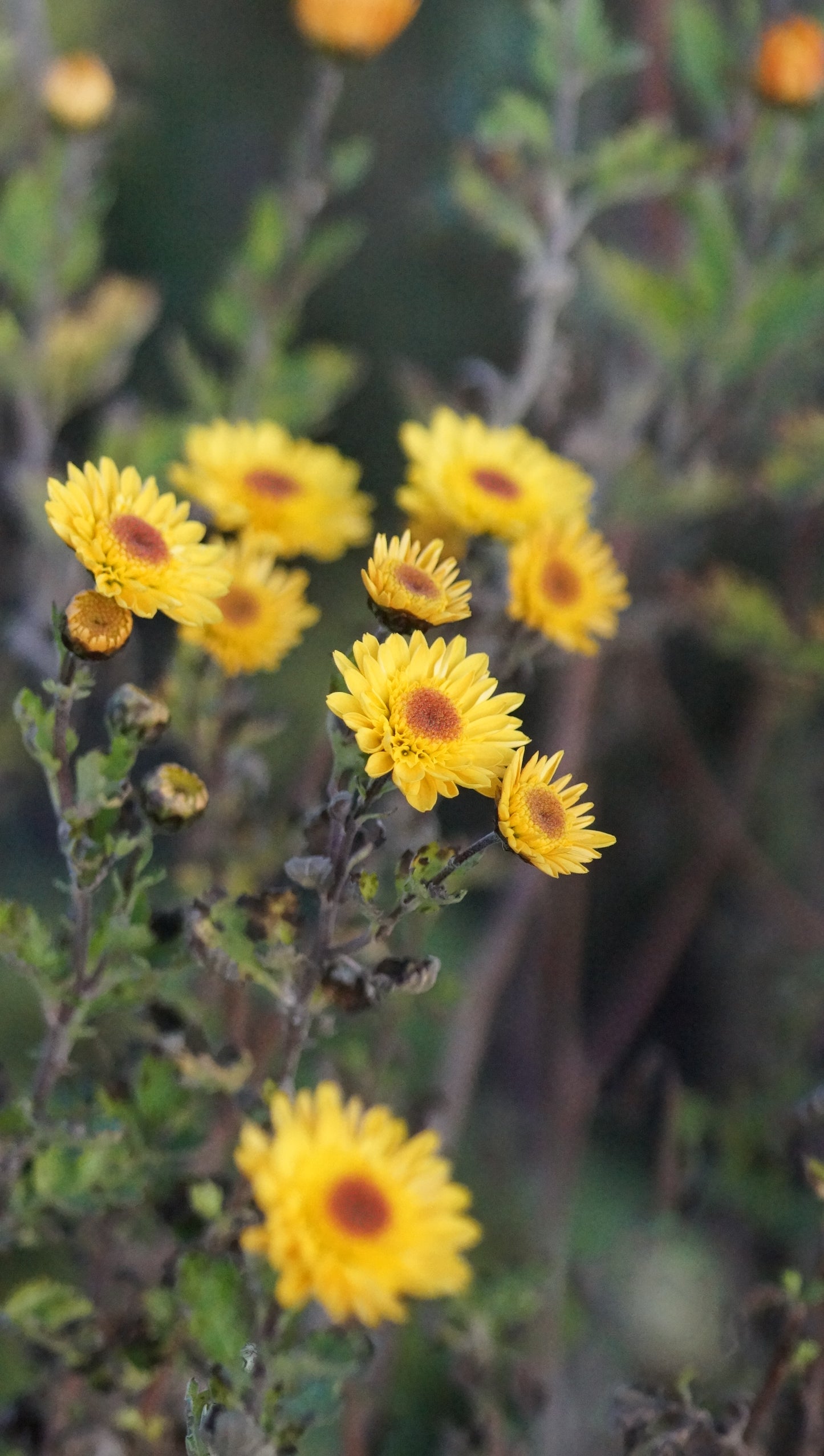 Chrysanthemum Indicum-Hybride 'Tesorino' - Herbst-Chrysantheme