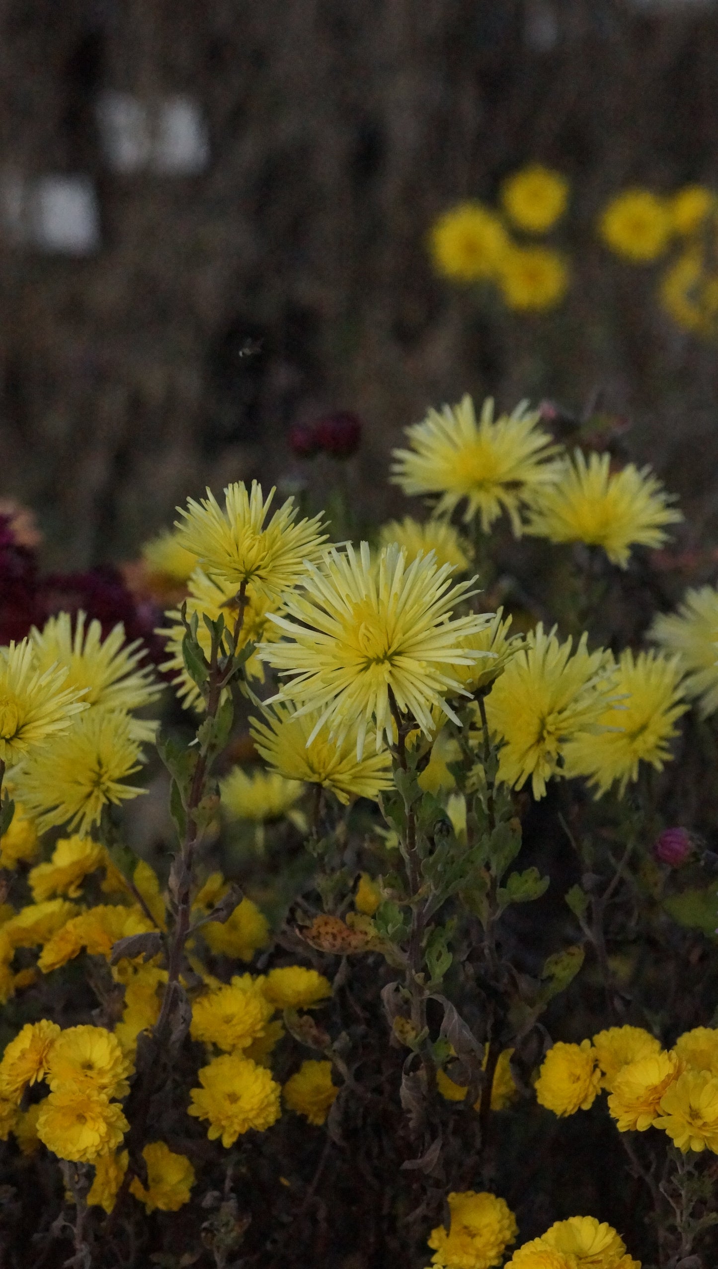 Chrysanthemum Indicum-Hybride 'Satelitte' - Garten-Chrysantheme