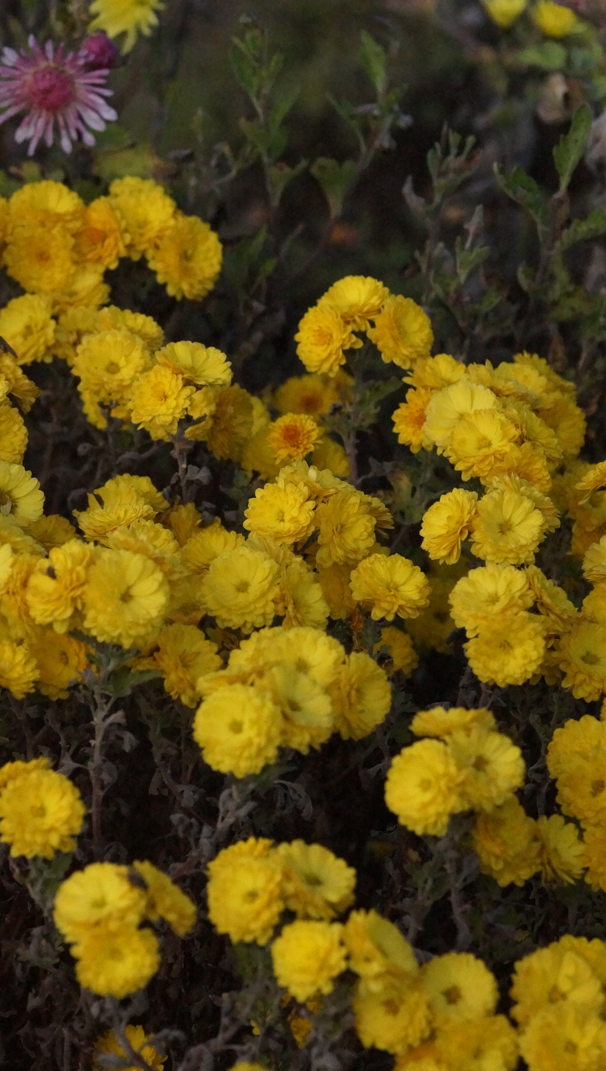 Chrysanthemum Indicum-Hybride 'Bienchen' - Herbst-Chrysantheme