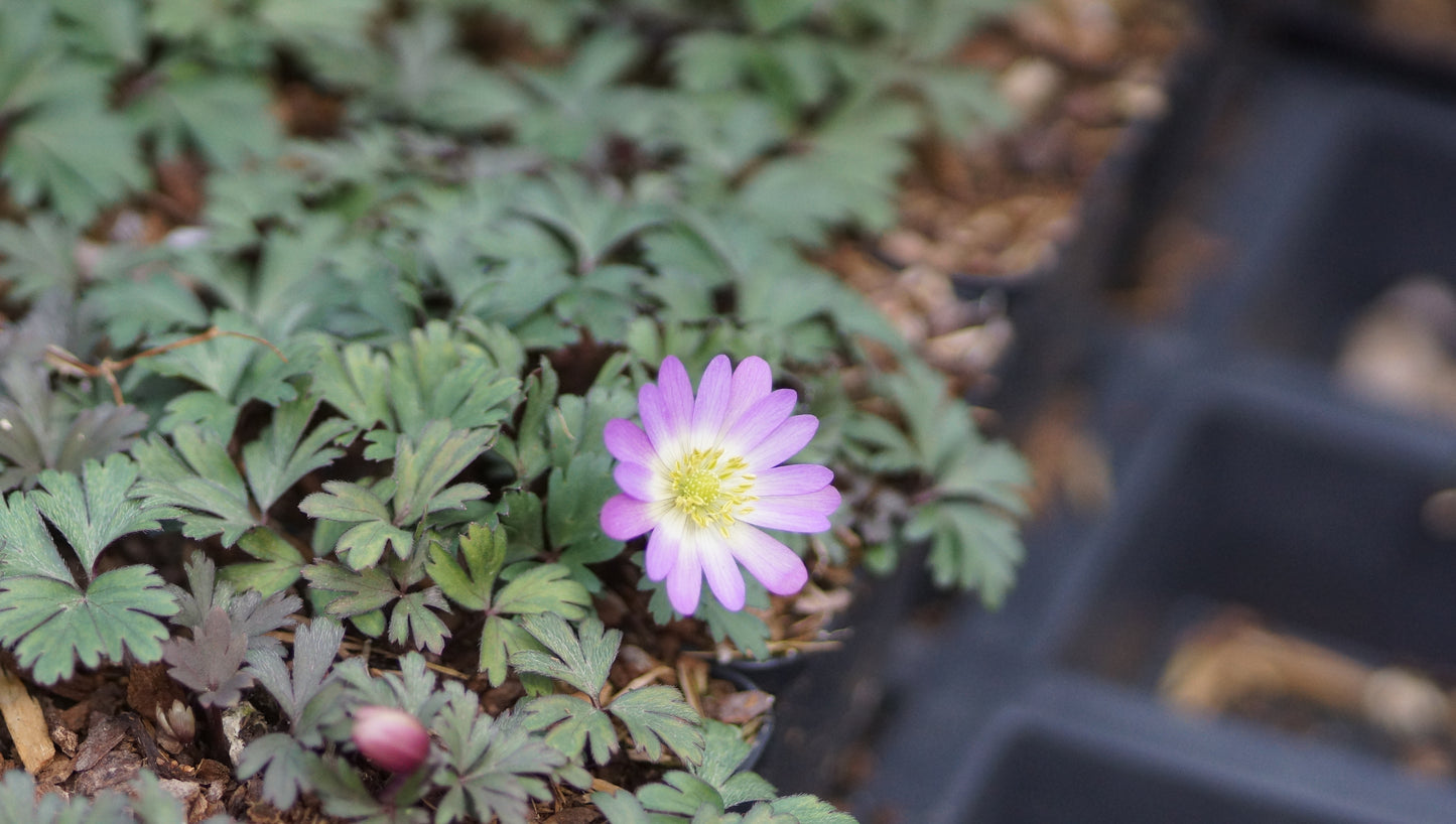 Anemone blanda 'Charmer' - Balkan-Anemone
