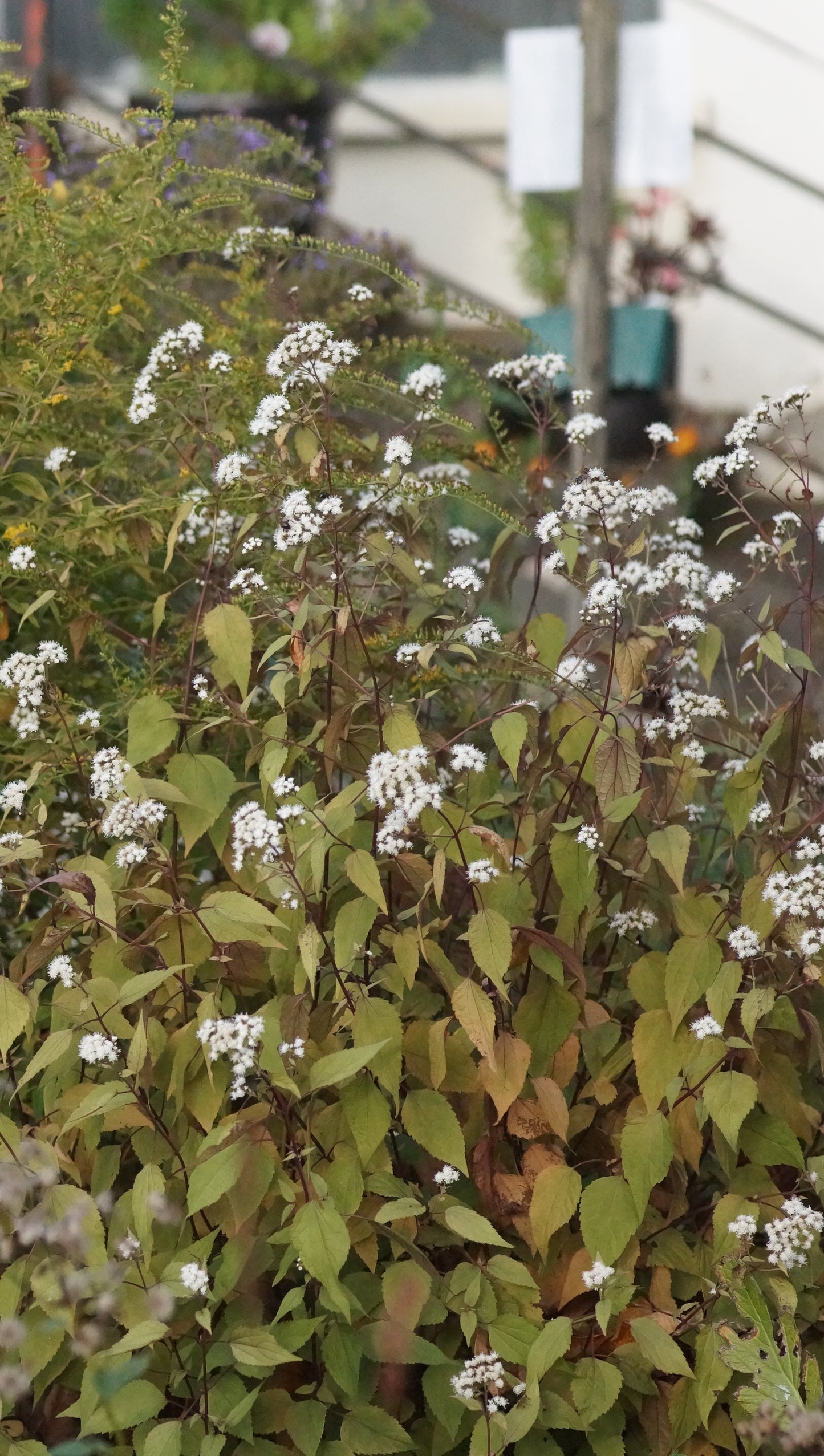 Eupatorium rugosum 'Chocolate' - Braunblättriger Wasserdost