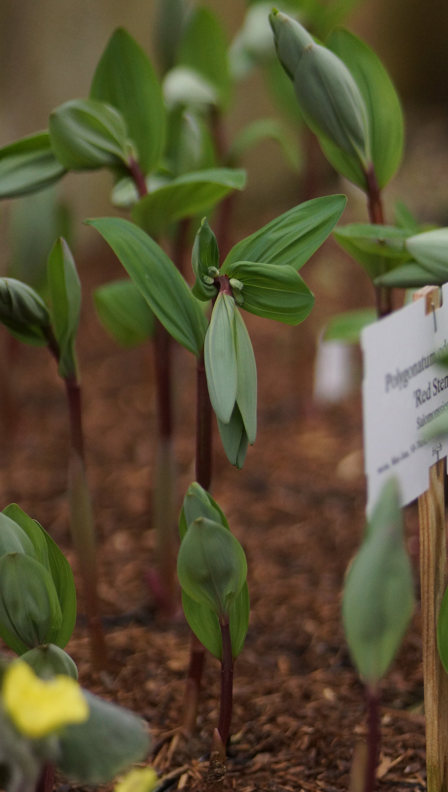 Polygonatum odoratum 'Red Stem' - Salomonssiegel