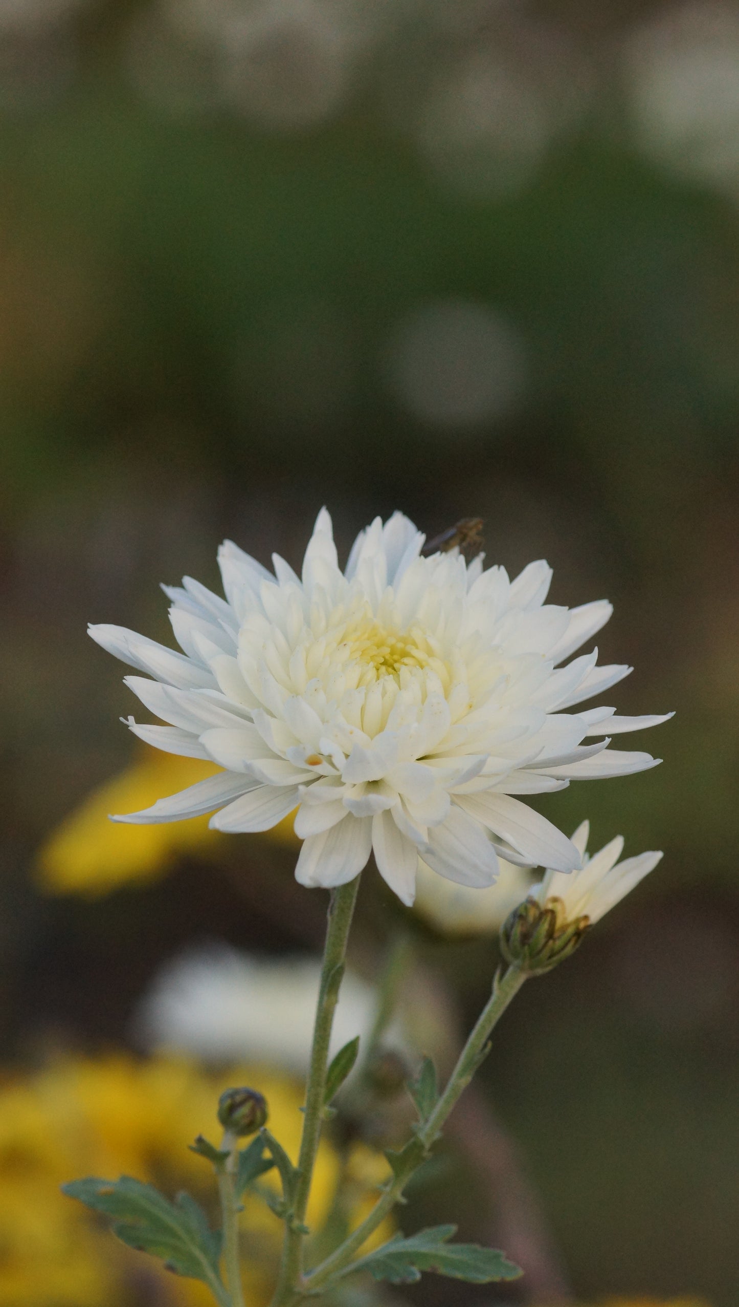 Chrysanthemum Indicum-Hybride 'Thurgau' - Herbst-Chrysantheme